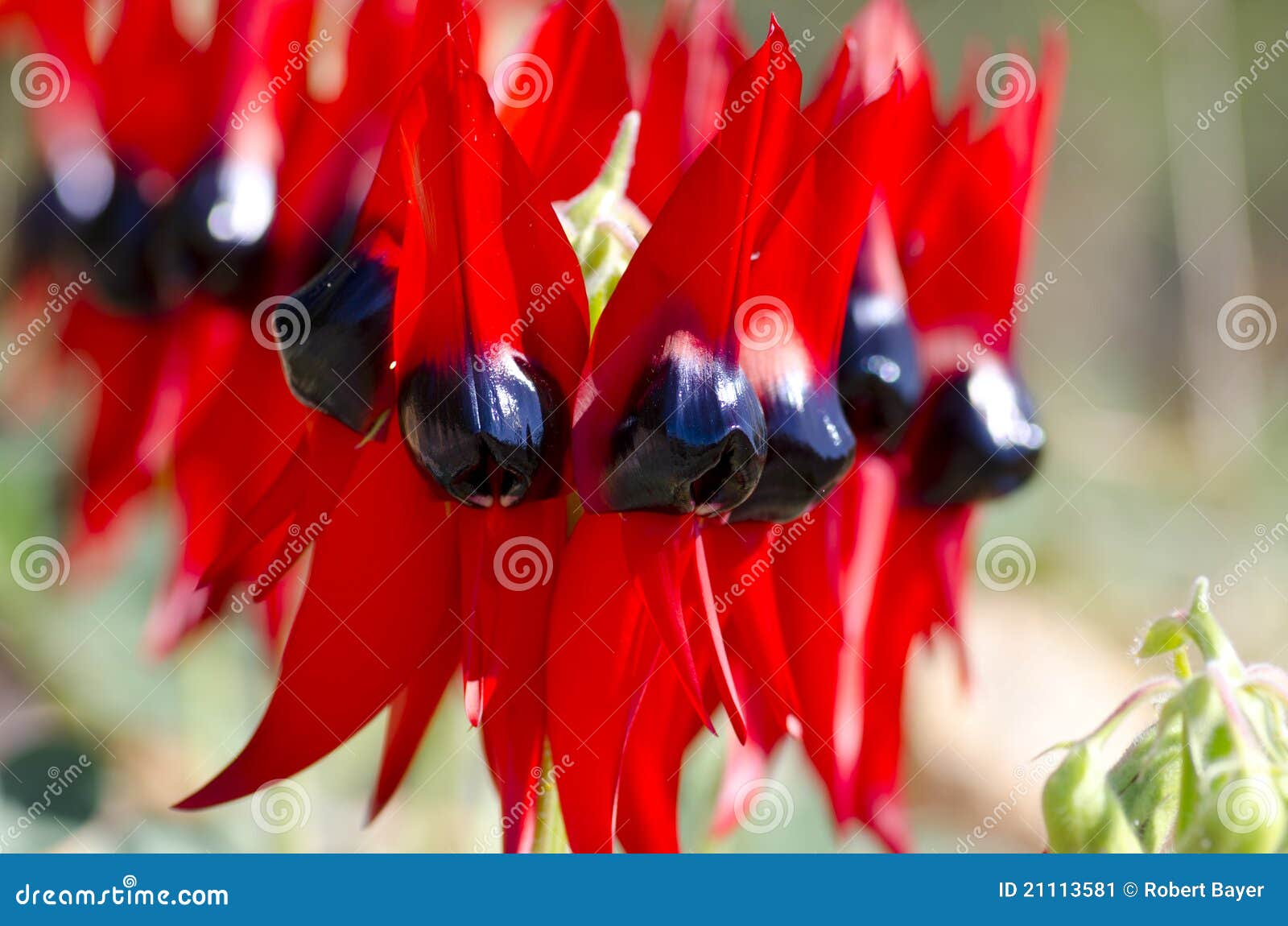 Wildflowers Austrália. A ervilha de deserto de Sturt é o símbolo de estado do Sul da Austrália e de uma vista rara nos campos áridos do continente durante a primavera.