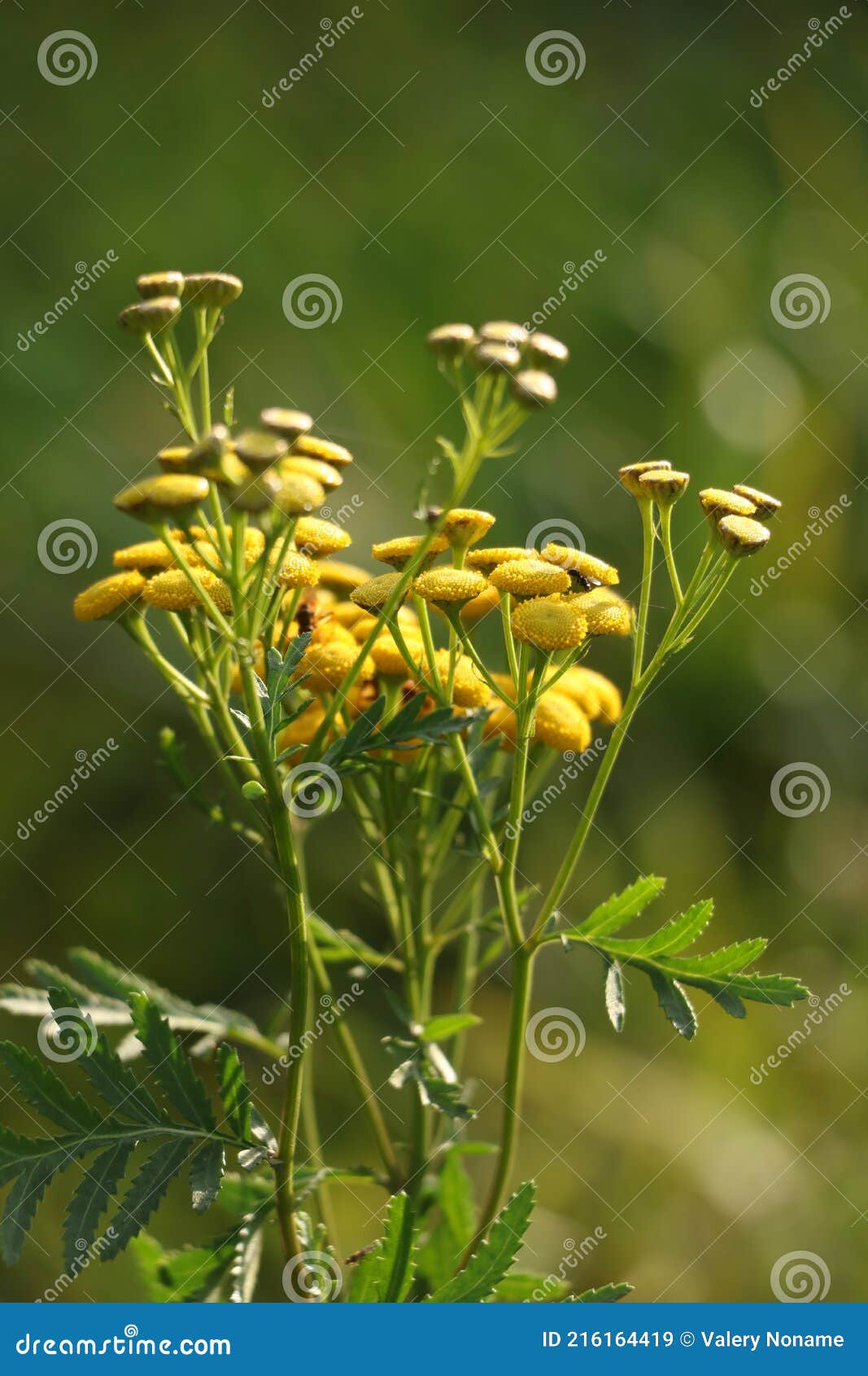 Wildflowers in the sun stock image. Image of bushes 216164419