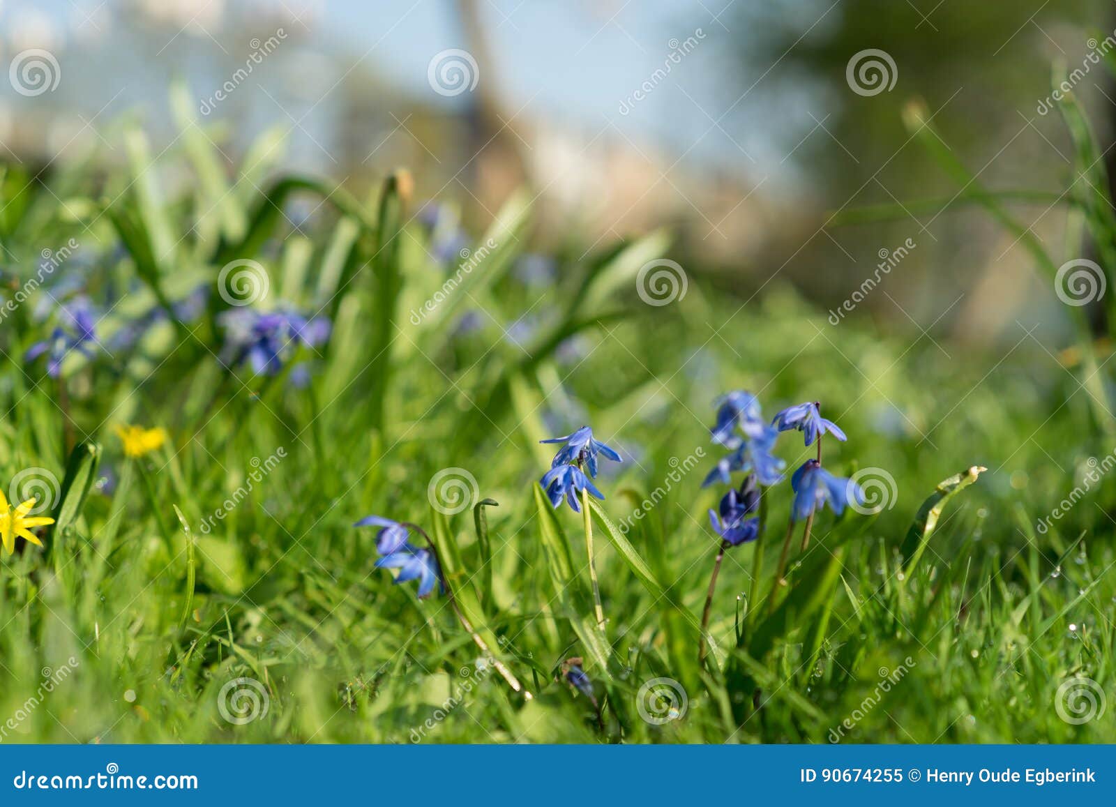 Wildflowers in Bloom during Springtime on a Sunny Day Stock Image