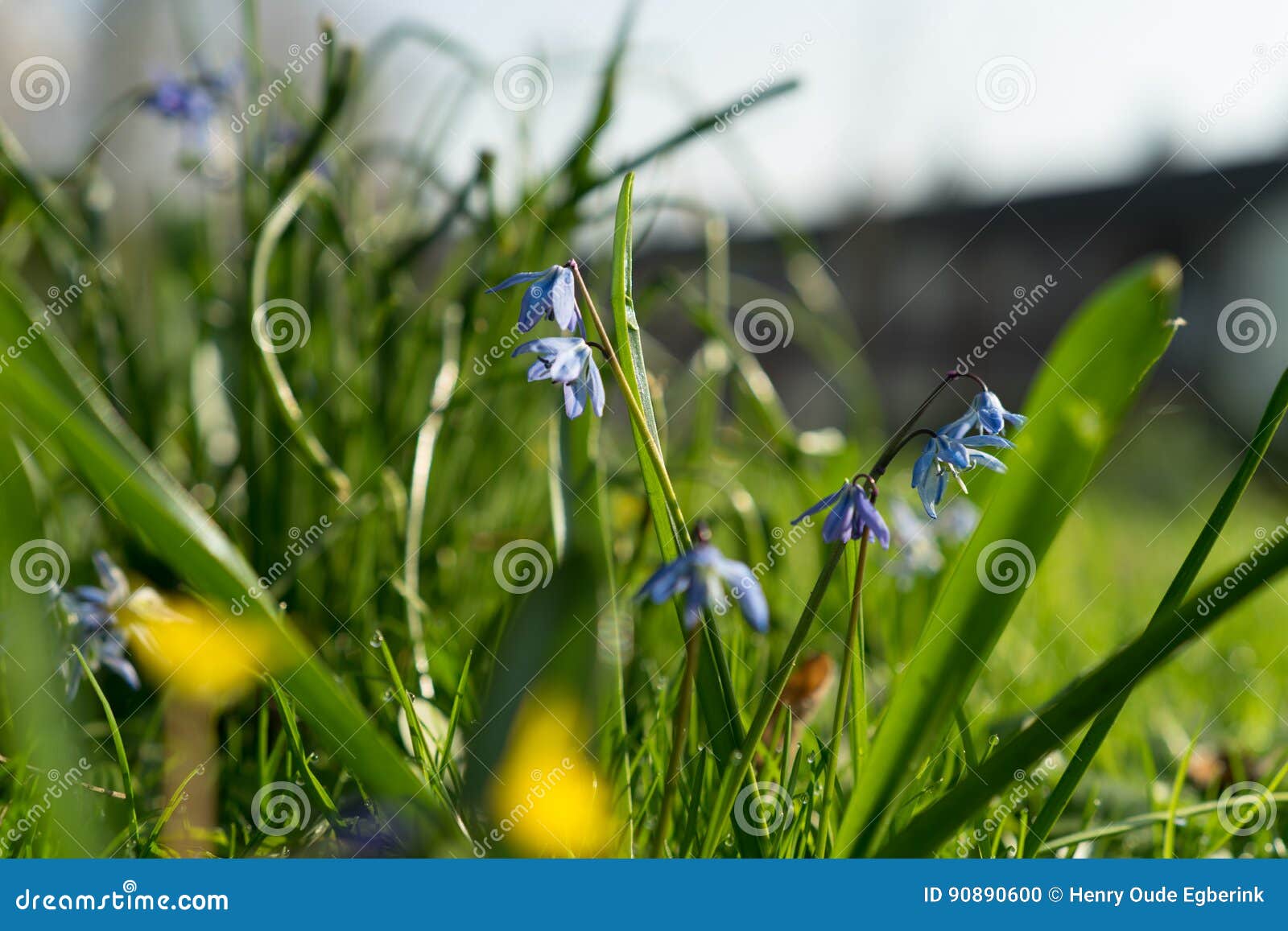Wildflowers in Bloom during Springtime on a Sunny Day Stock Photo