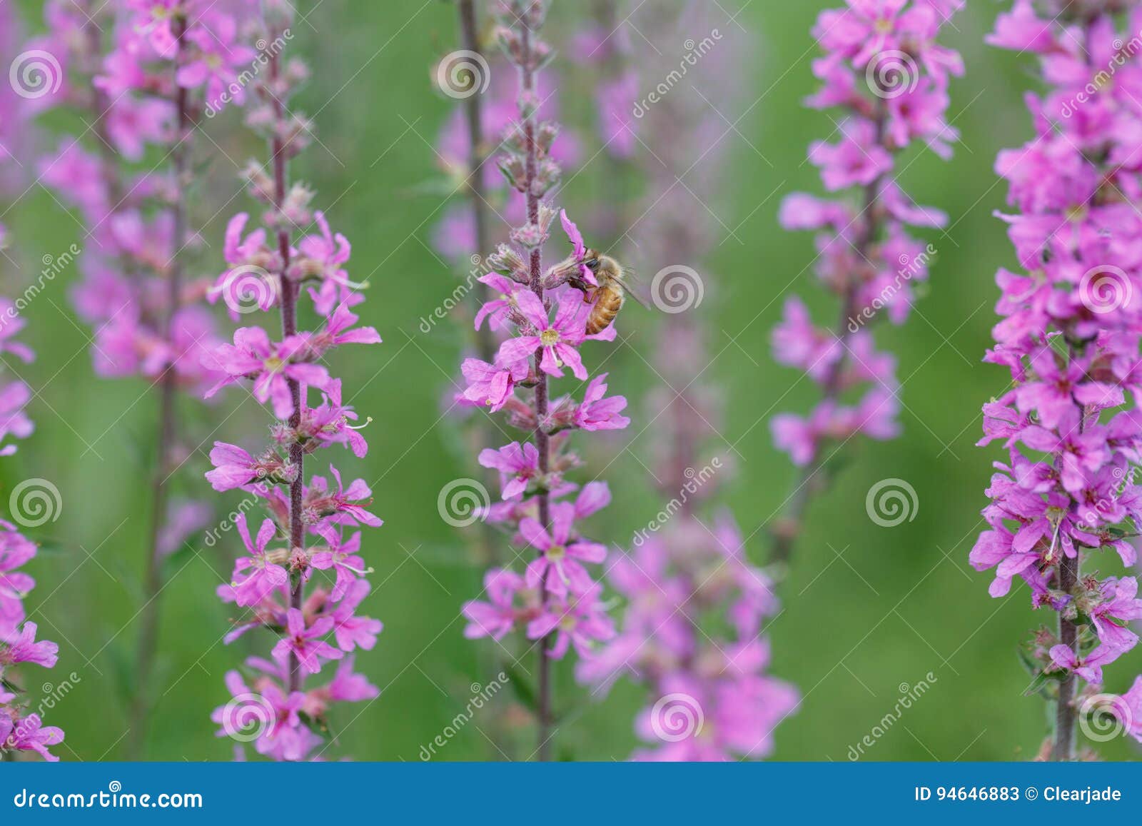 Wildflowers Bloom in Summer Stock Image Image of macro, flowers 94646883