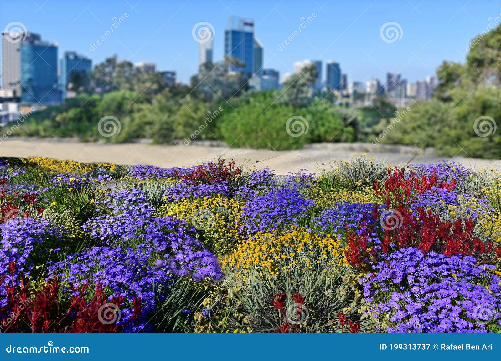 wildflowers blooming  at kings park and botanic garden perth western australia