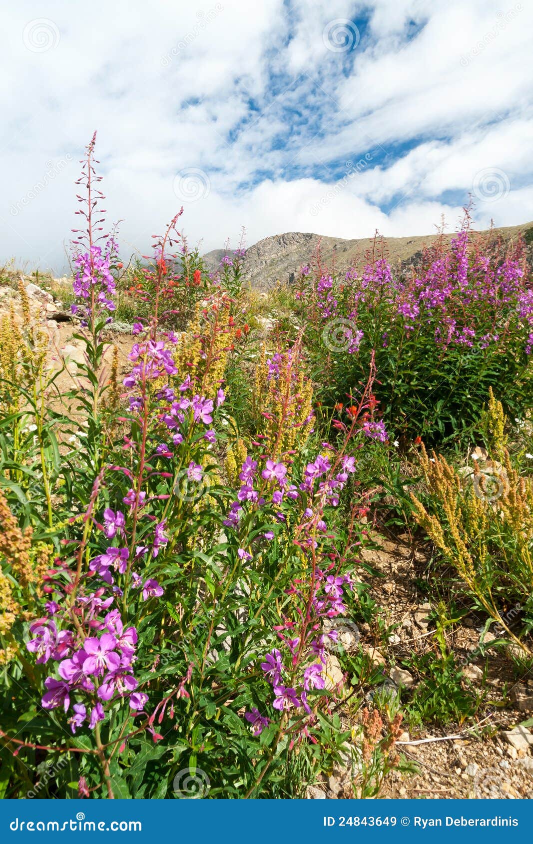 wildflowers blooming in summer