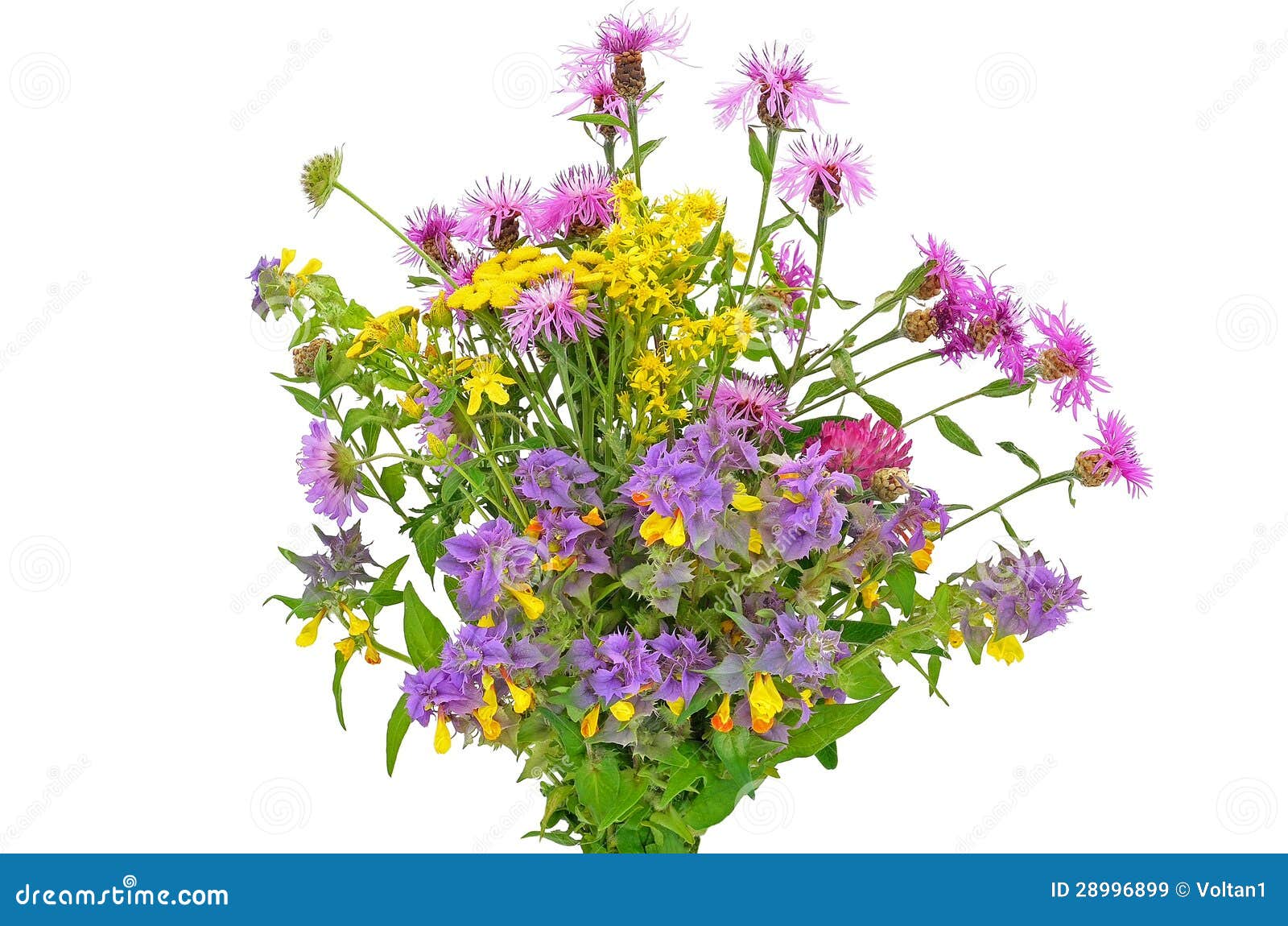 Wildflowers bouquet stock image. Image of jacea, gift 28996899