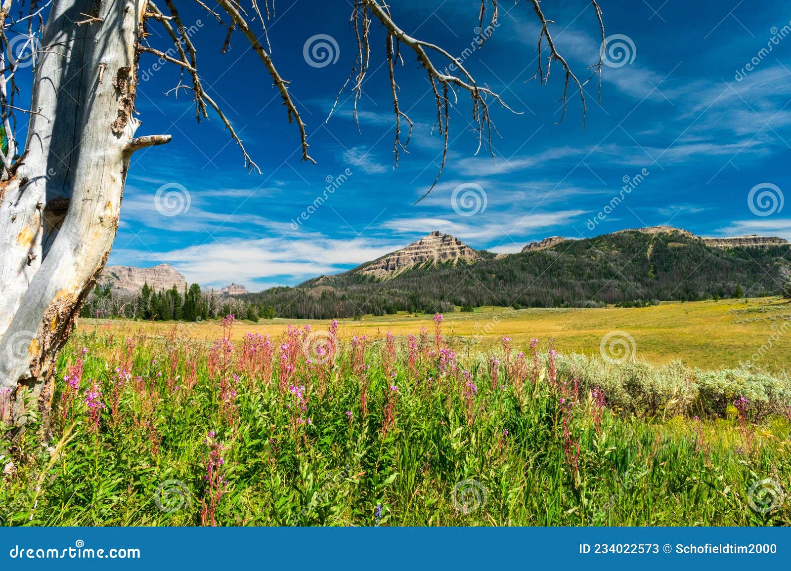 wildflowers in bridger-teton national forest, wyoming