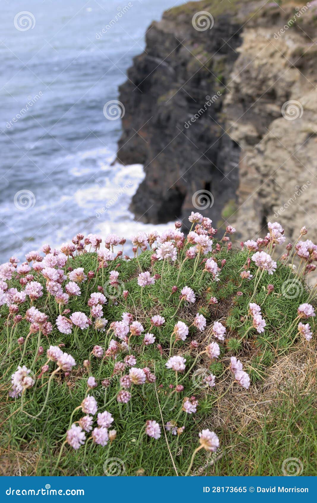 Wildflowers on the Cliffs Edge Stock Image Image of background, pink