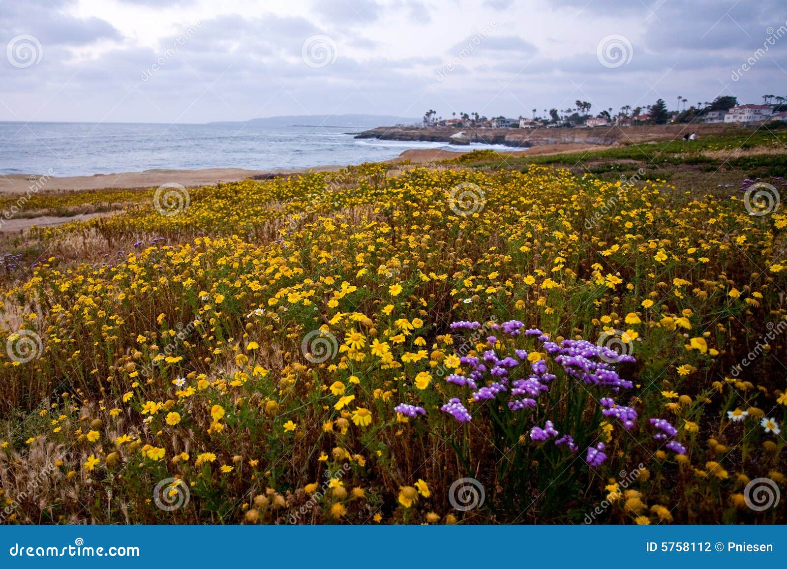 Wildflowers on Coastal Cliffs Stock Photo Image of rocky, tourists 5758112