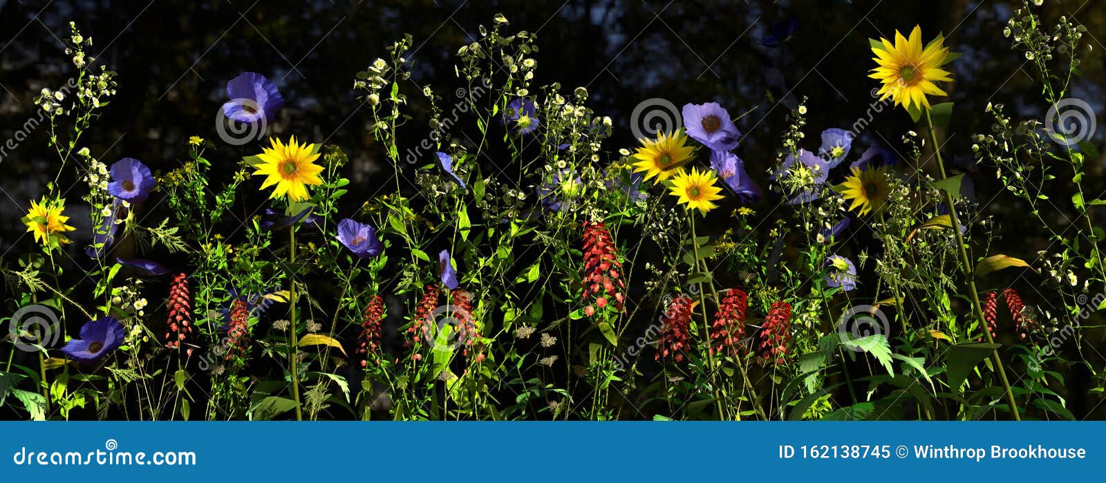 Wildflowers in Direct Sunlight in a Field Stock Image Image of