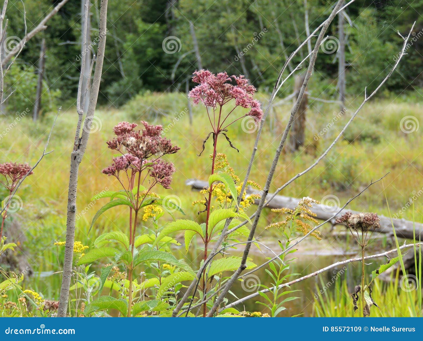 Wildflowers stock image. Image of creek, meadow, flower 85572109