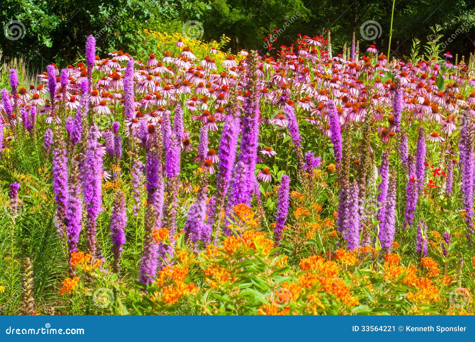 wildflowers