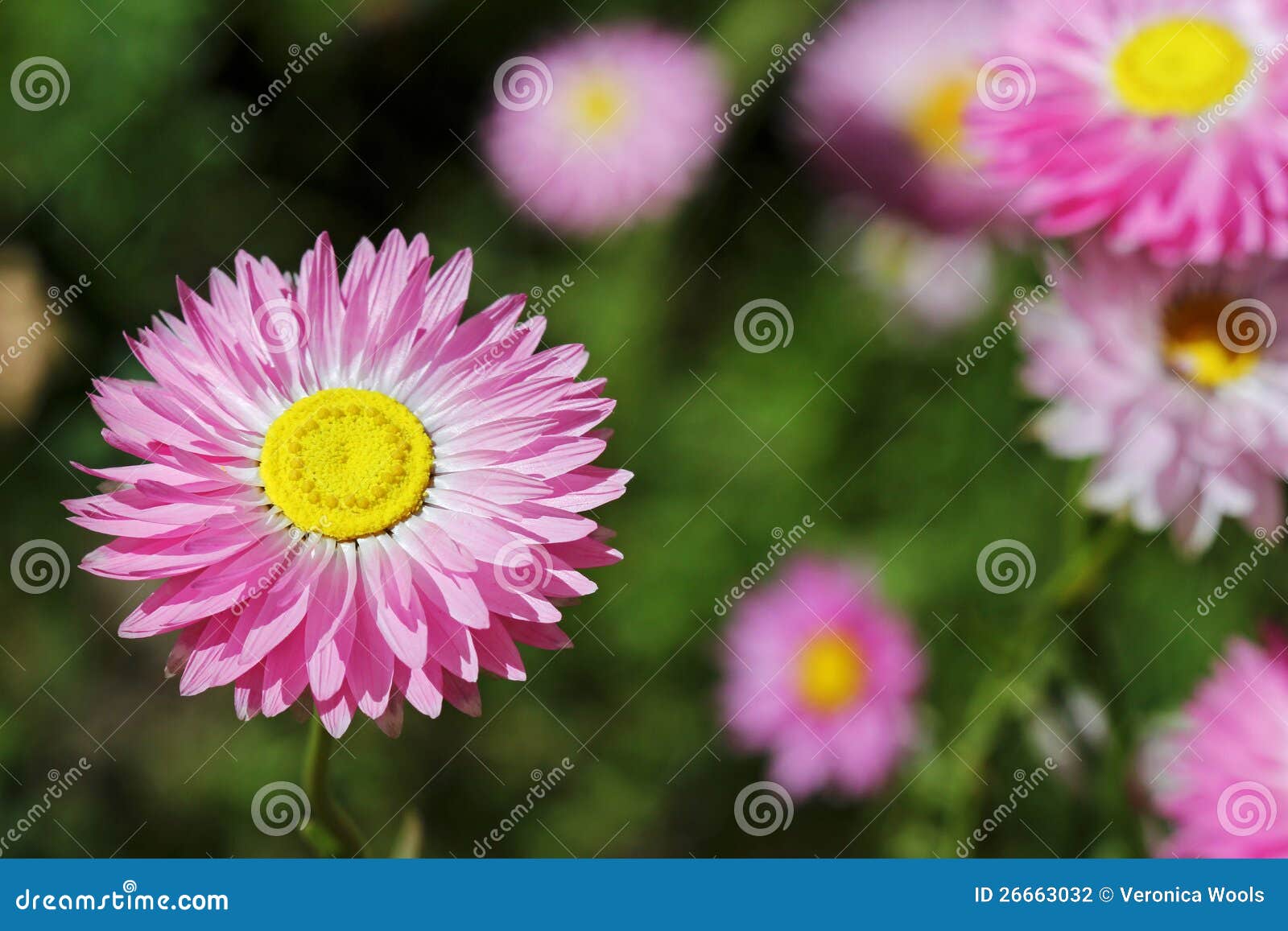 Wildflowers Everlastings stock photo. Image of blooming 26663032