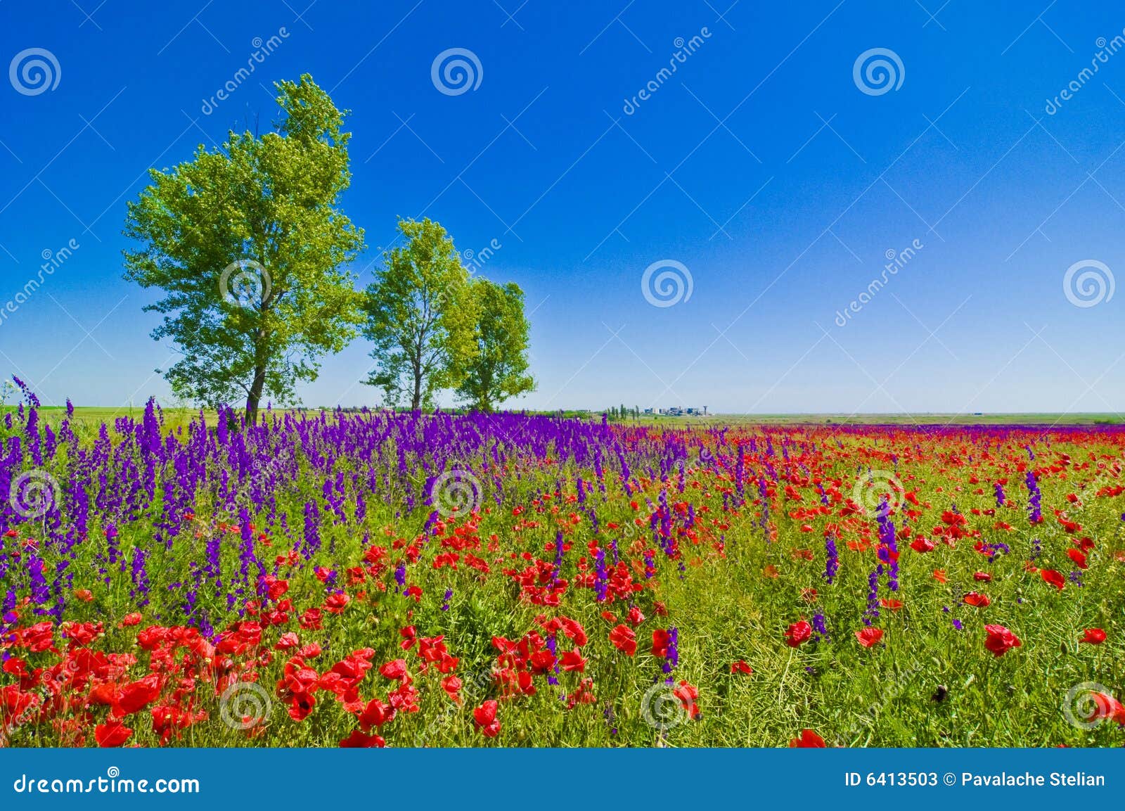 wildflowers field