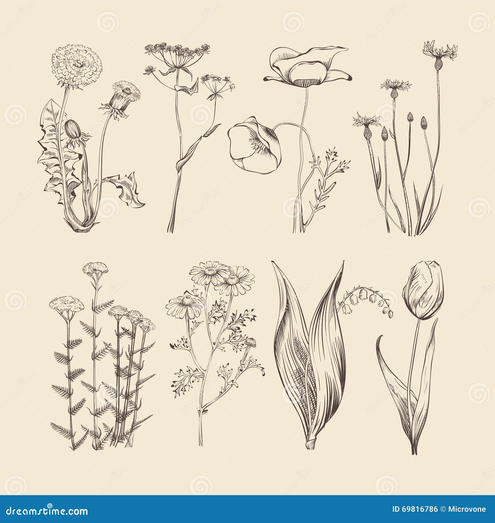 wildflowers, herbs and flowers. spring or summer botanical  collection