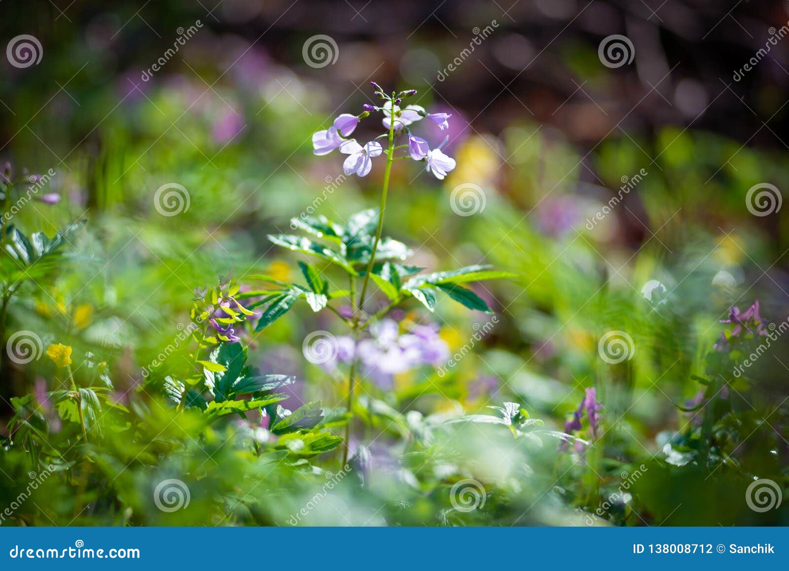 Wildflowers lilas frais parmi l'herbe verte luxuriante sur un fond brouillé au matin ensoleillé - ressort magique