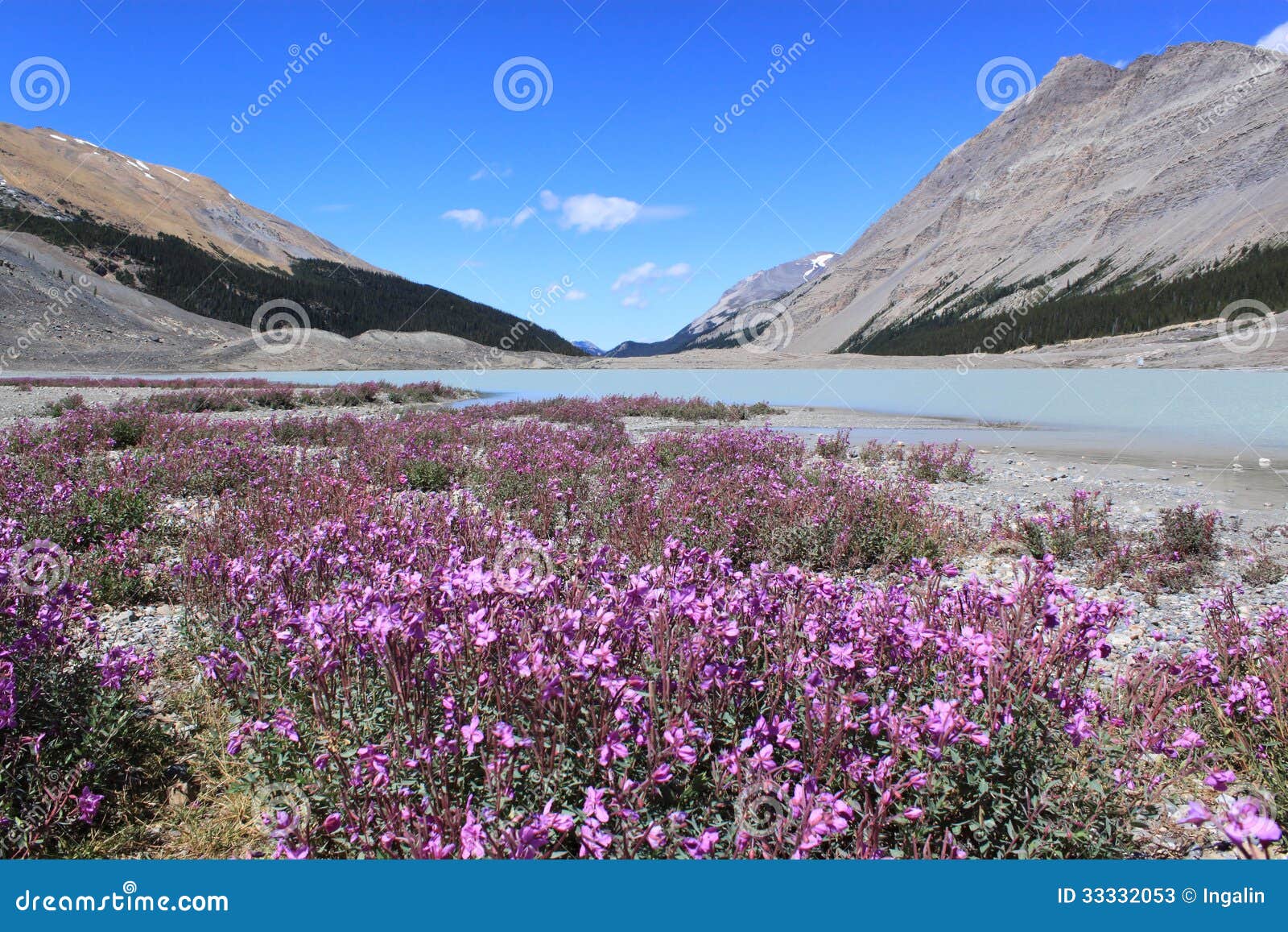 Wild Flowers In Mountains Jasper National Park C Stock Photos Image