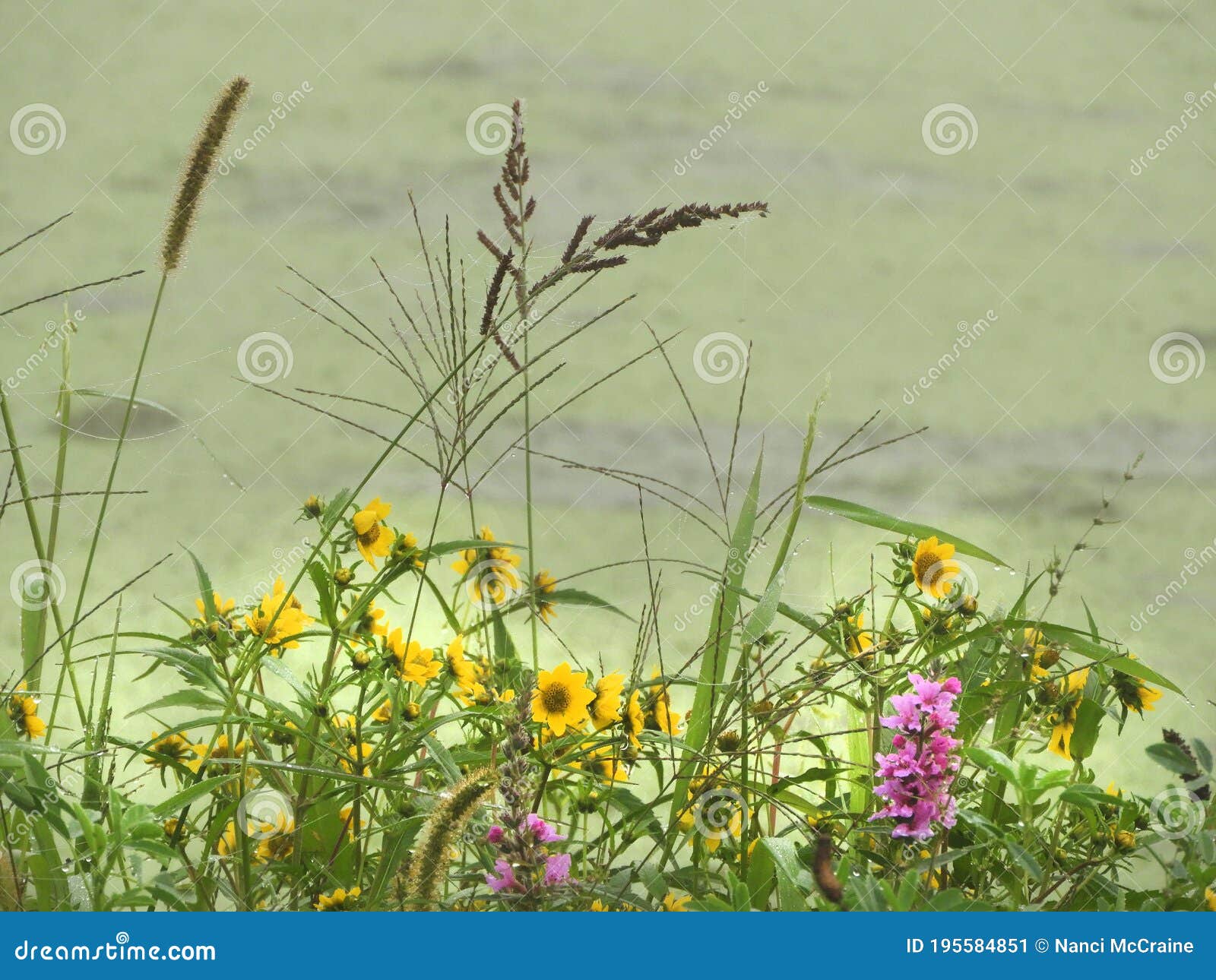 Wildflowers at the Swamp Pond during Autumn Stock Image Image of