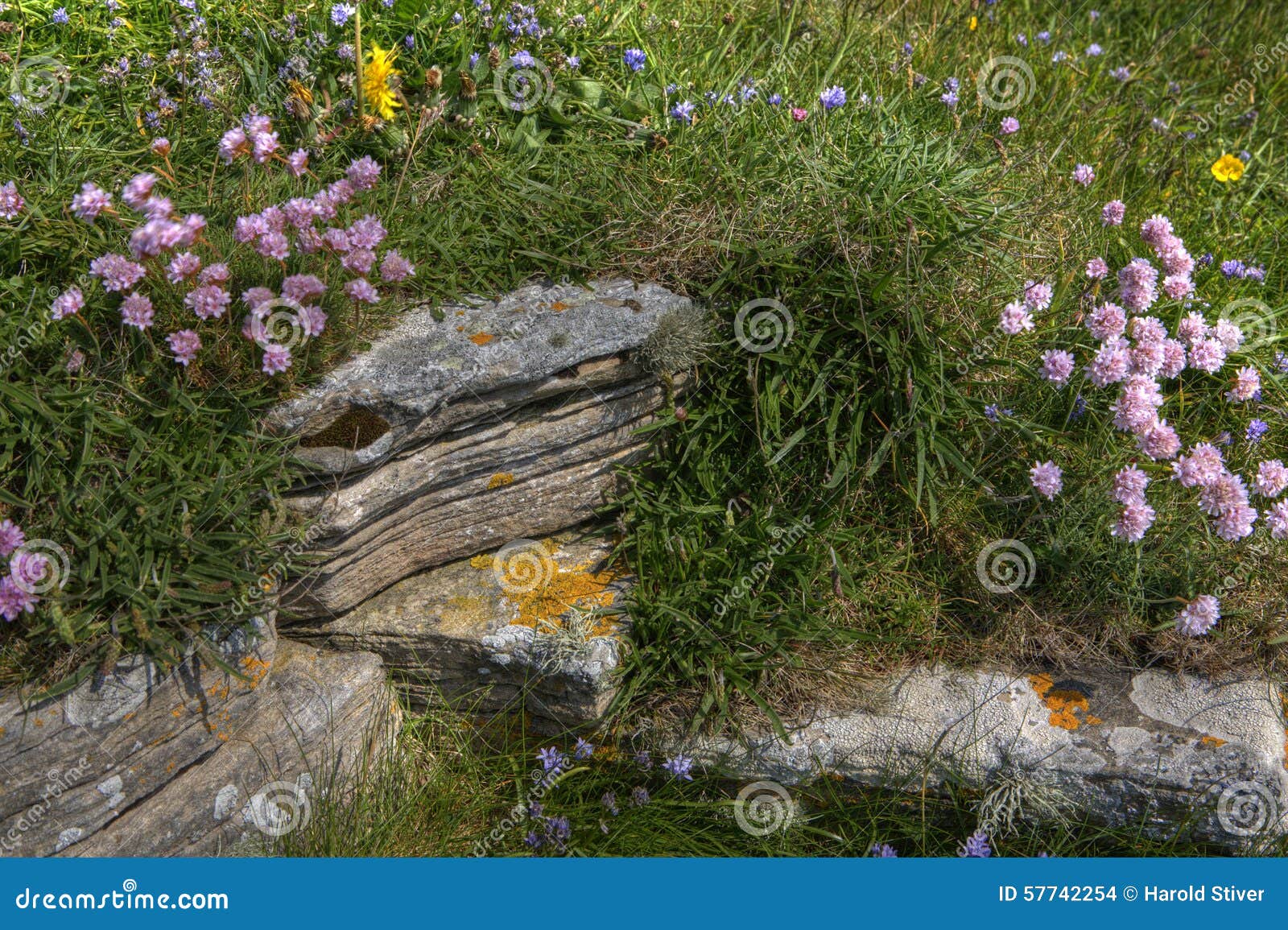 Wildflowers on a Rocky Hillside in Orkney, Scotland Stock Photo Image of orkney, wild 57742254
