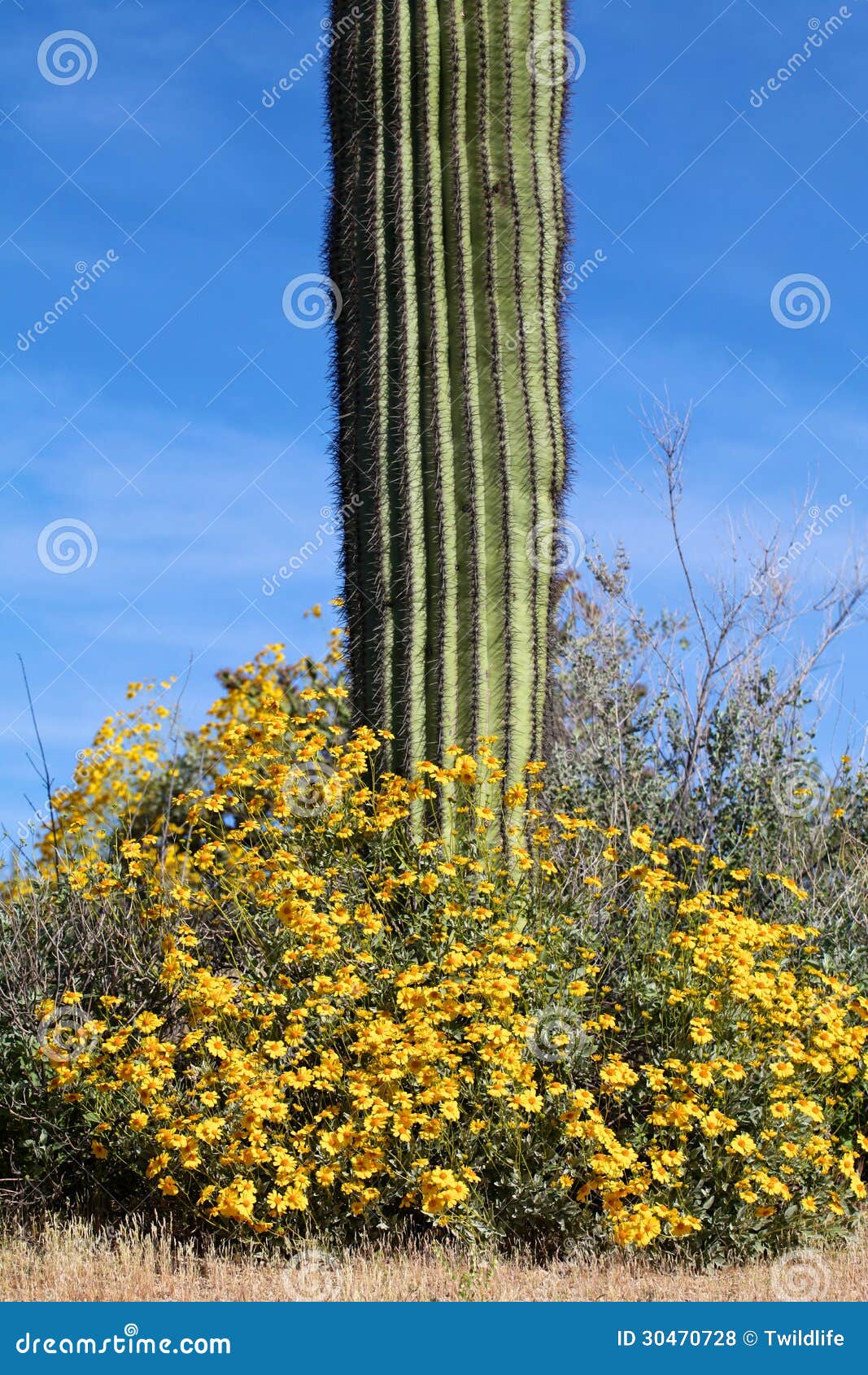 wildflowers and saguaro
