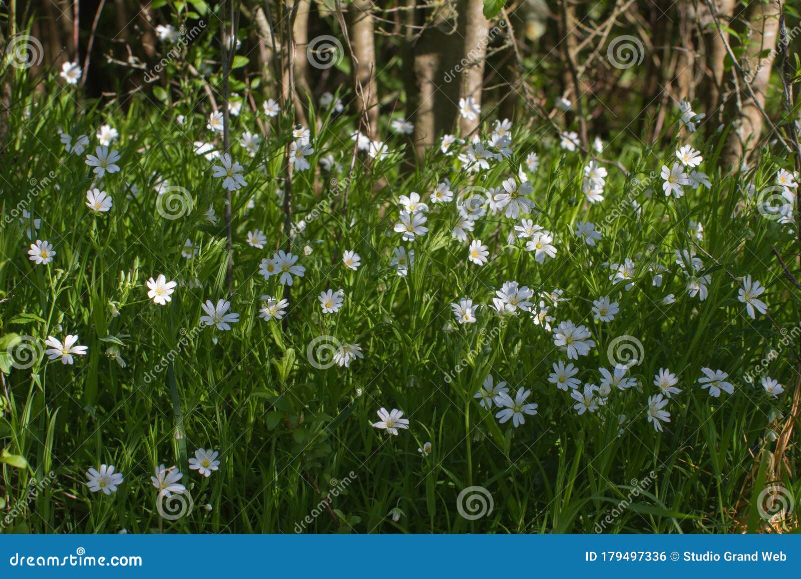 wildflowers of stellaria holostea with woods background in springtime shadow