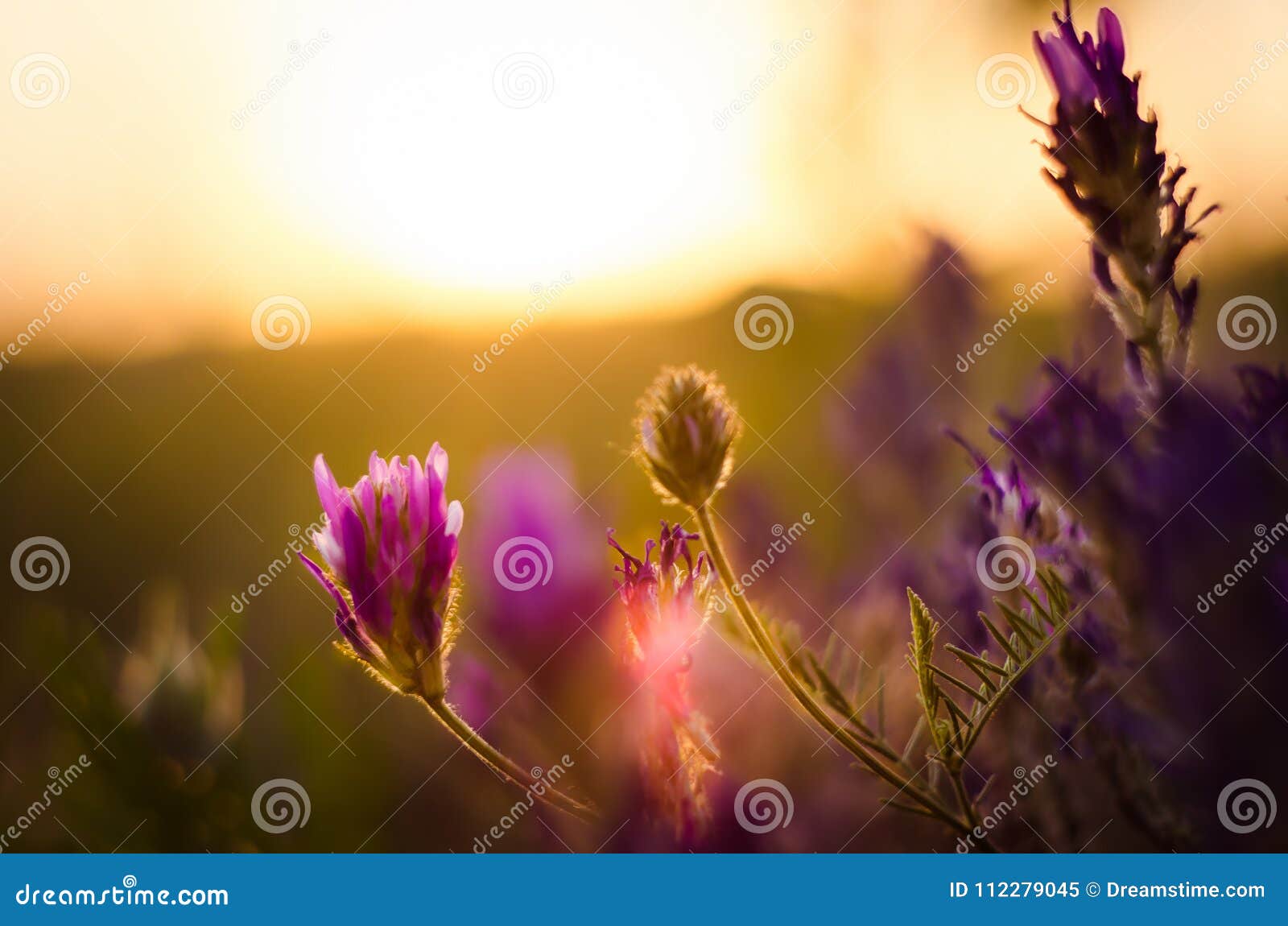 wildflowers at sunset