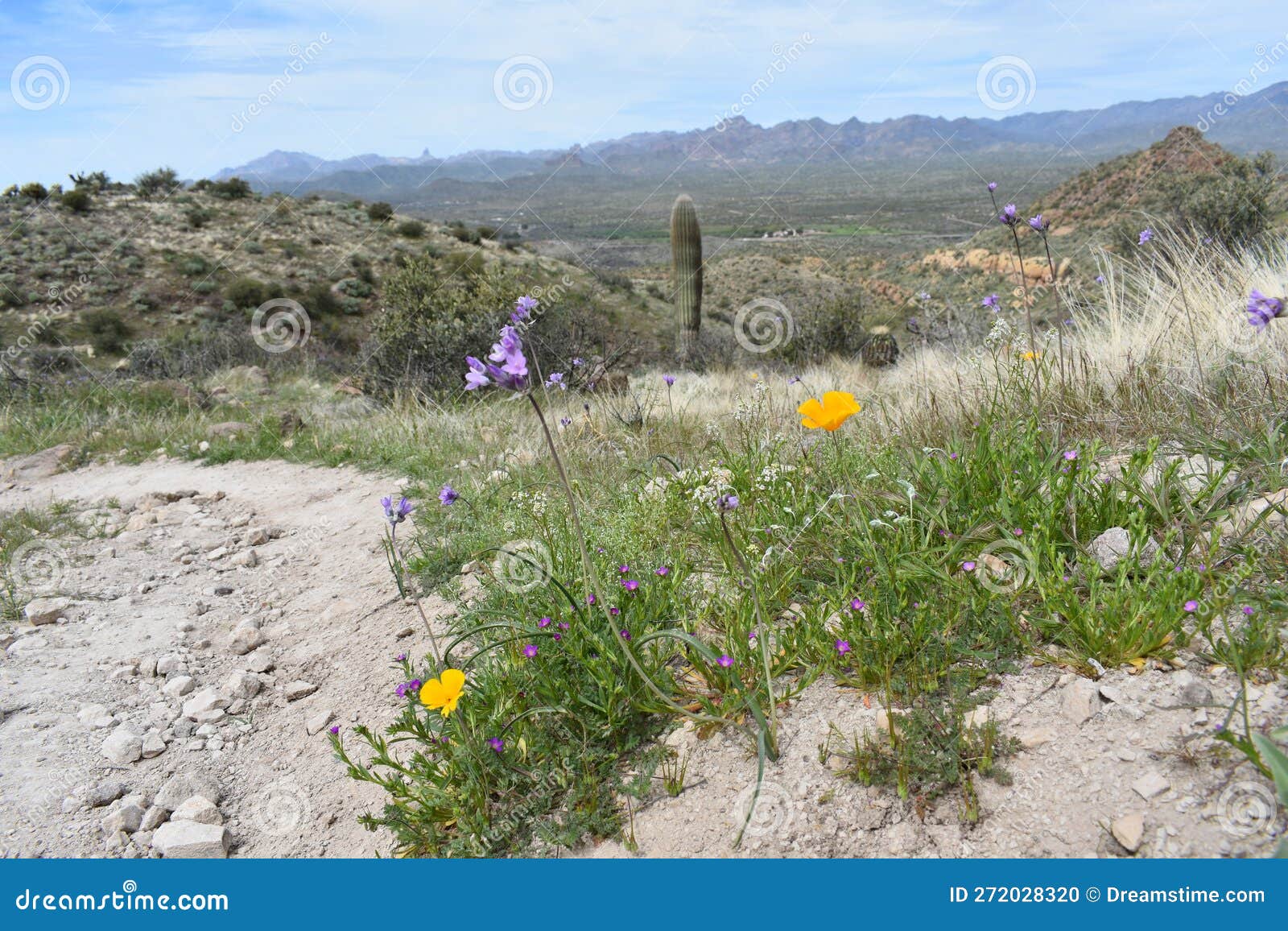 Wildflowers and Superstition Mountains from Picketpost Trail Stock ...