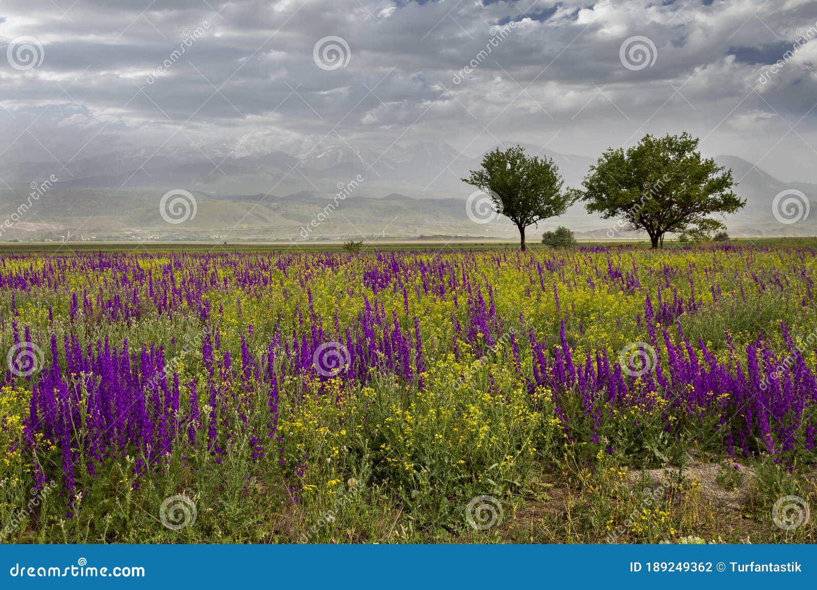 Wildflowers in Turkey stock photo. Image of flora, destinations 189249362
