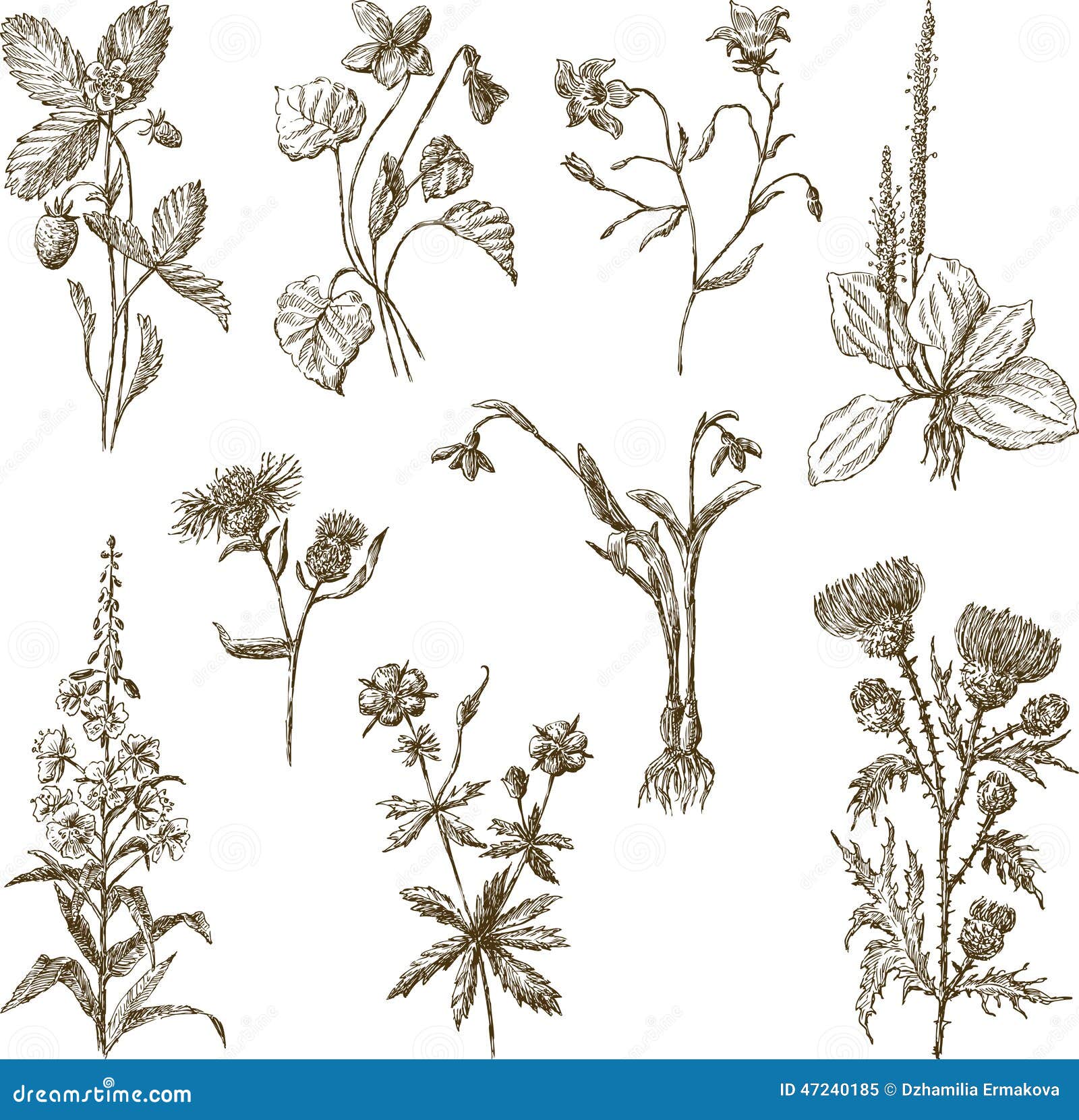 Wildflowers stock vector. Illustration of wild, willow - 47240185