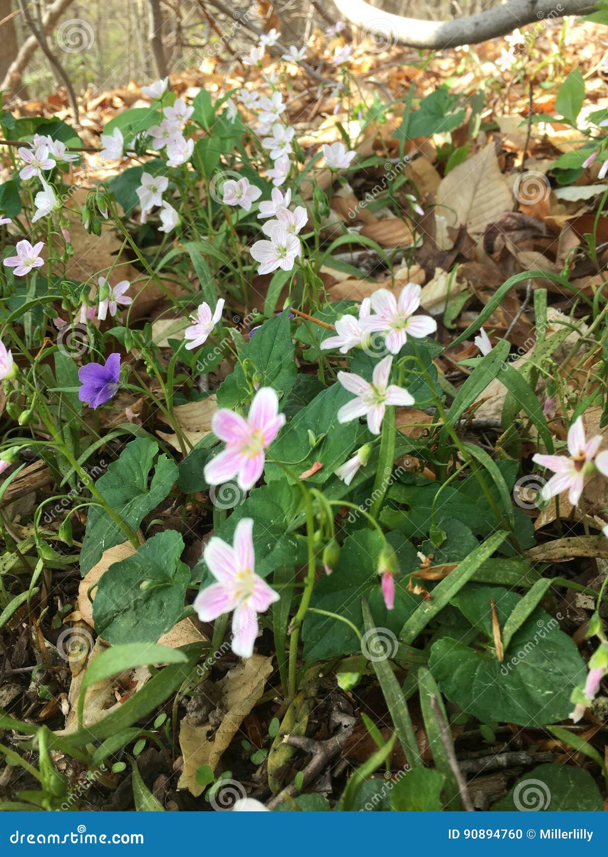Wildflowers Violets stock photo. Image of perennial 90894760