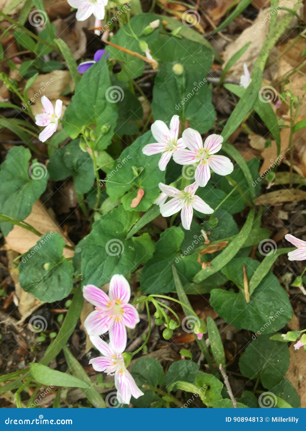 Wildflowers Violets stock image. Image of plant, wildflowers 90894813