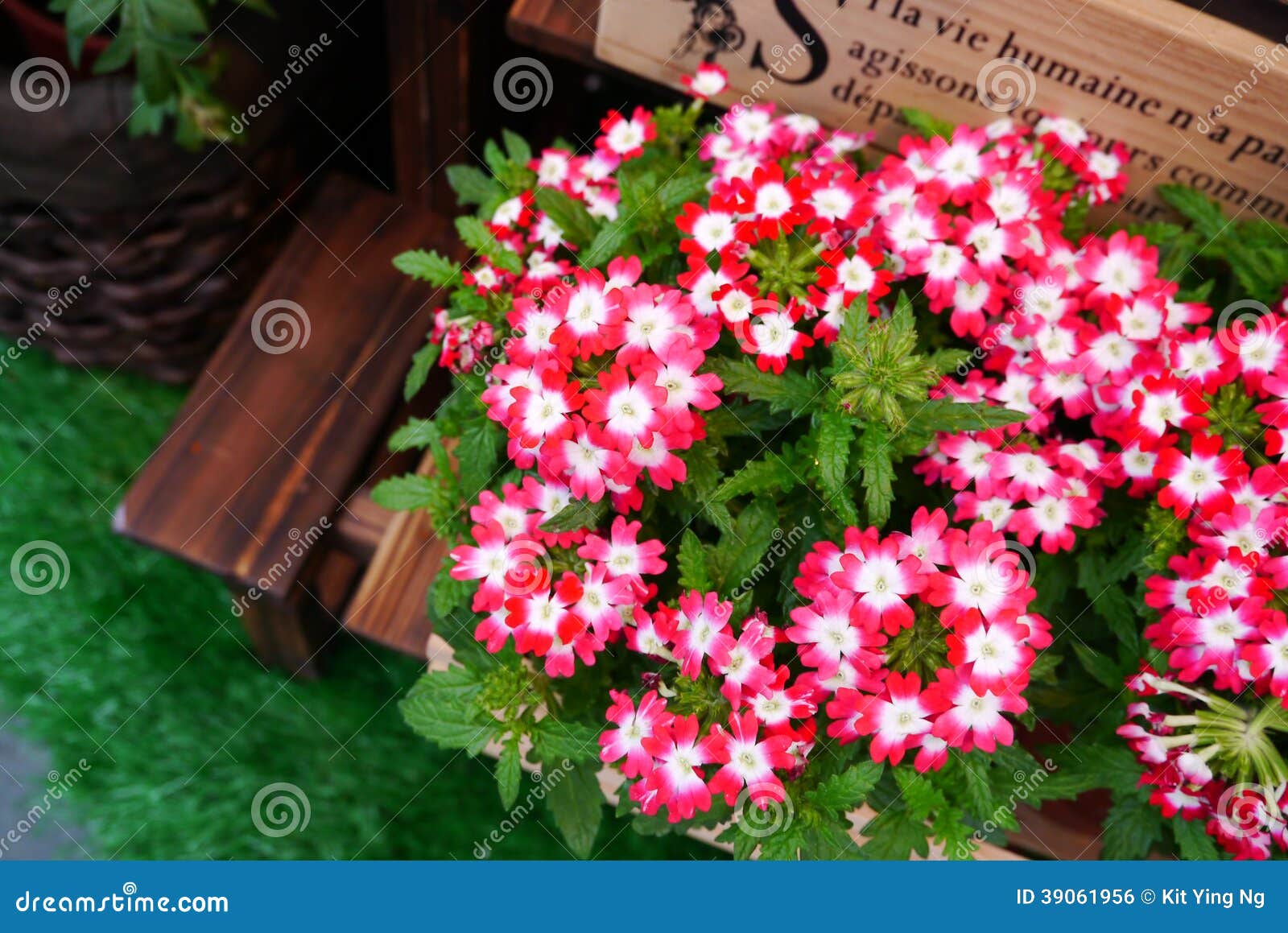 Wildflowers in wooden pot stock photo. Image of cute 39061956