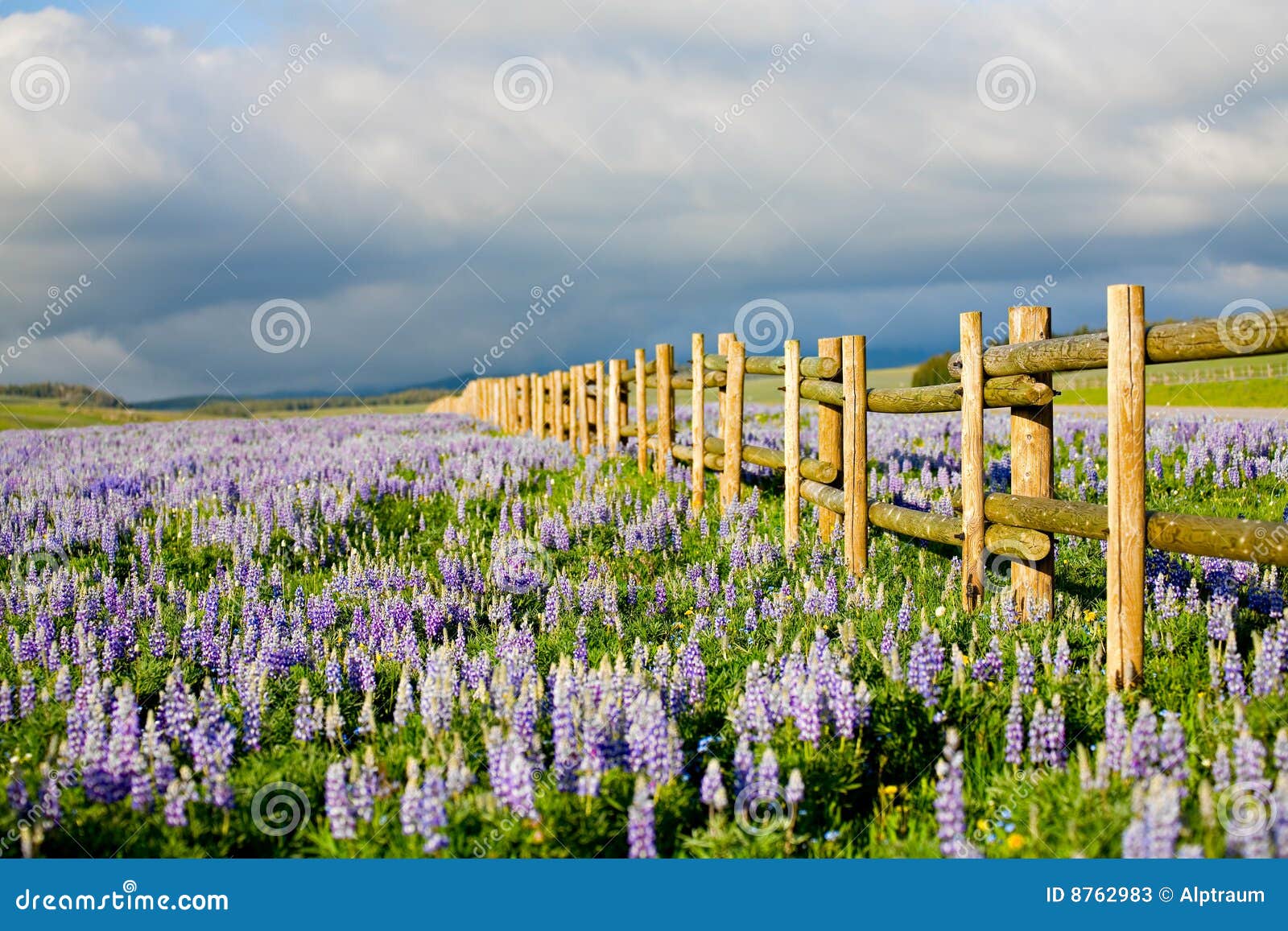 wildflowers in wyoming