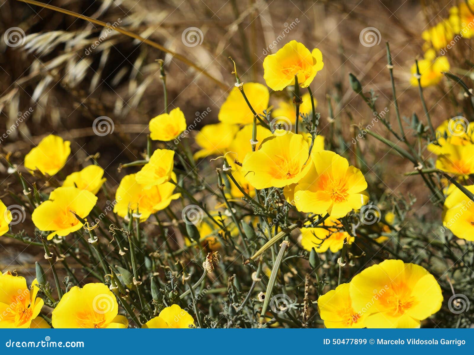 Wildflowers stock image. Image of summer, yellow, nature 50477899
