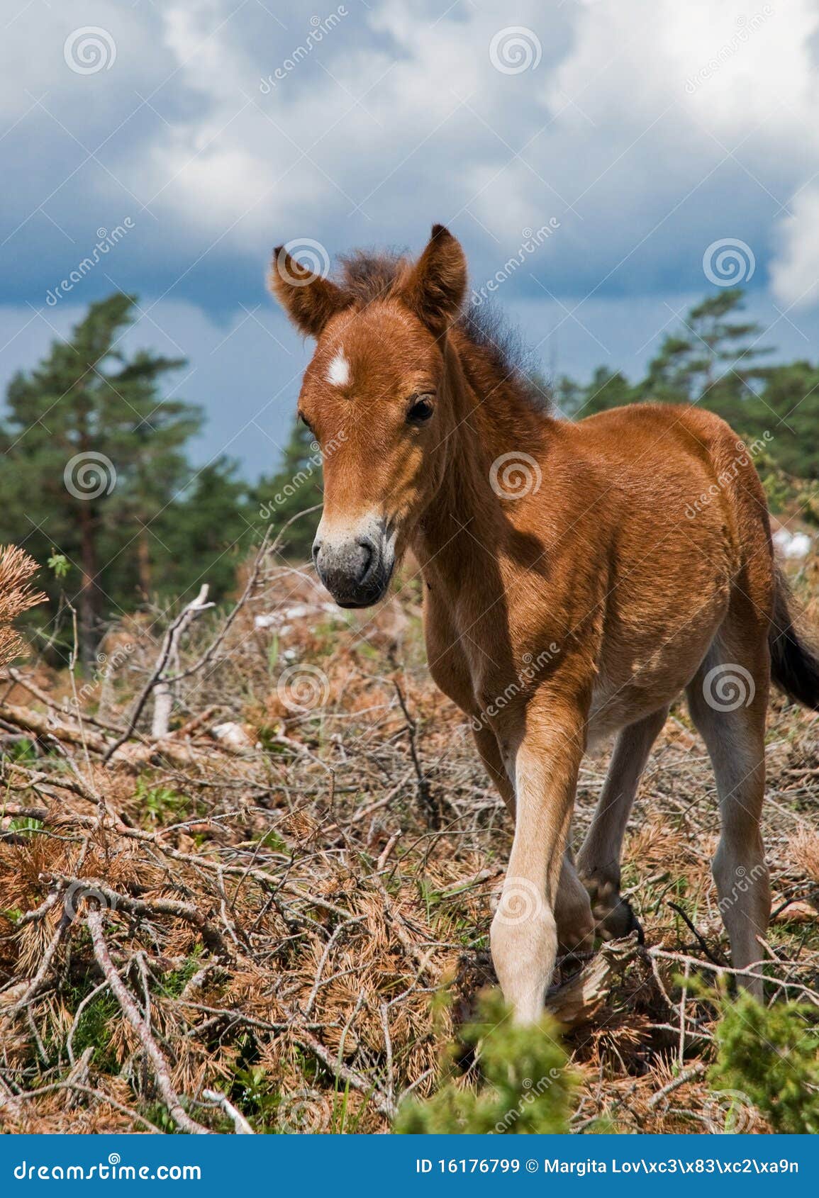 wildhorse-foal in lojsta hed, sweden