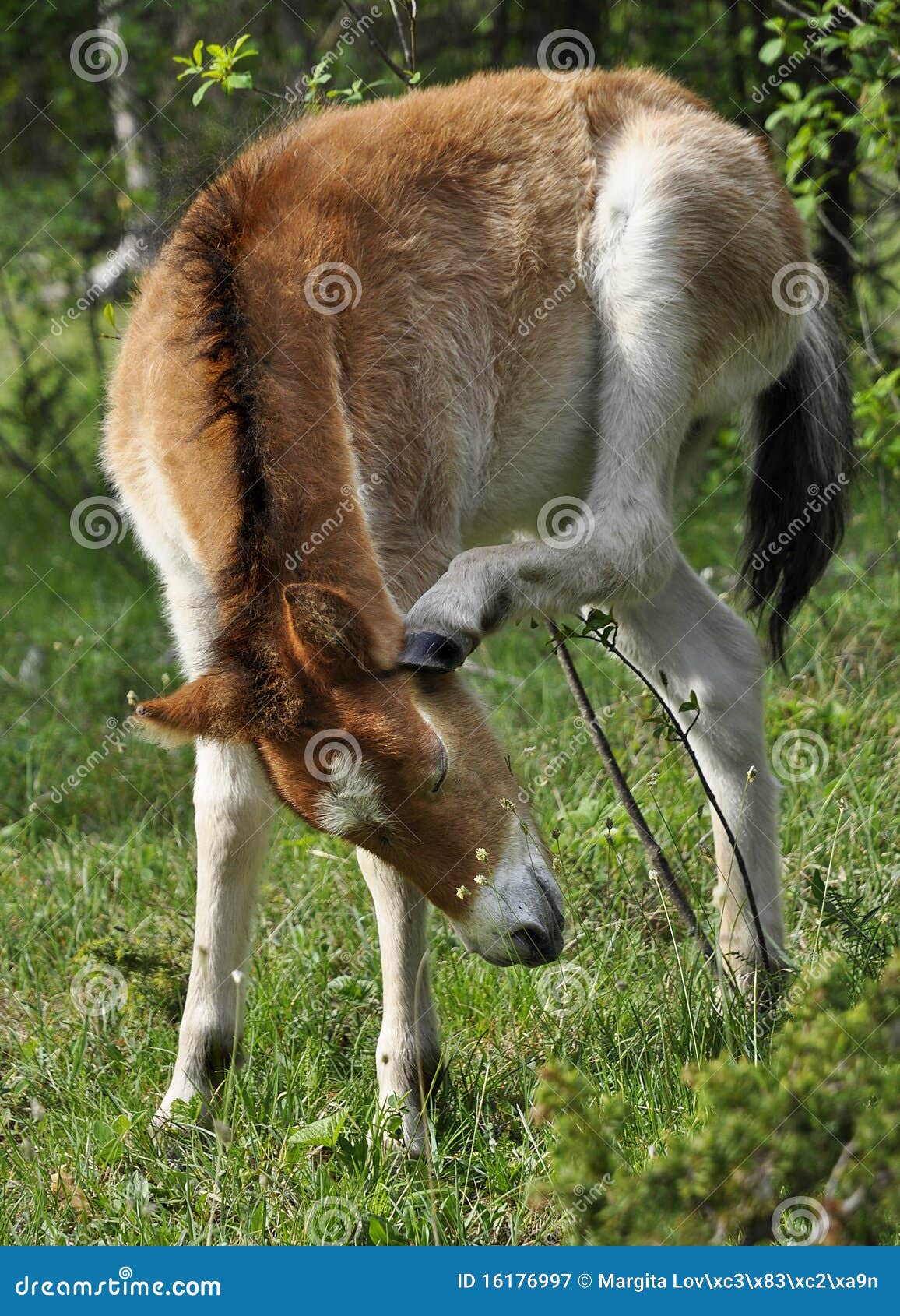 wildhorse-foal in lojsta hed, sweden