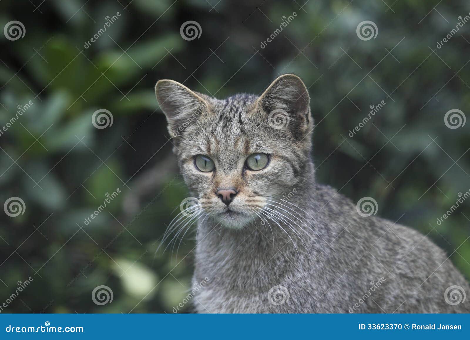 Wildkatze im Park der wild lebenden Tiere, Deutschland