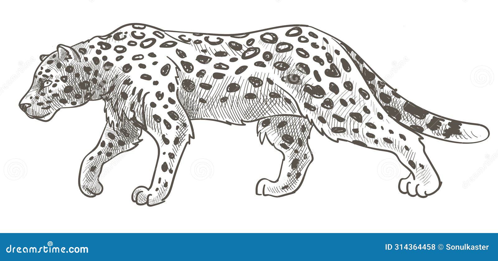 leopard with spots on fur, still cheetah or tiger