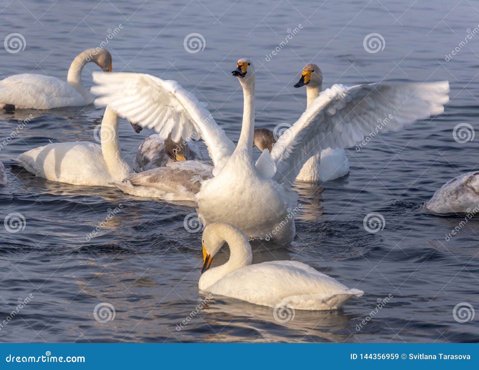 Wild Beautiful Swans Family on the Lake. Stock Image - Image of wild, wildlife: 144356959 Wild Beautiful Swans Family on the Lake. Stock Image - Image of wild, wildlife: 144356959
