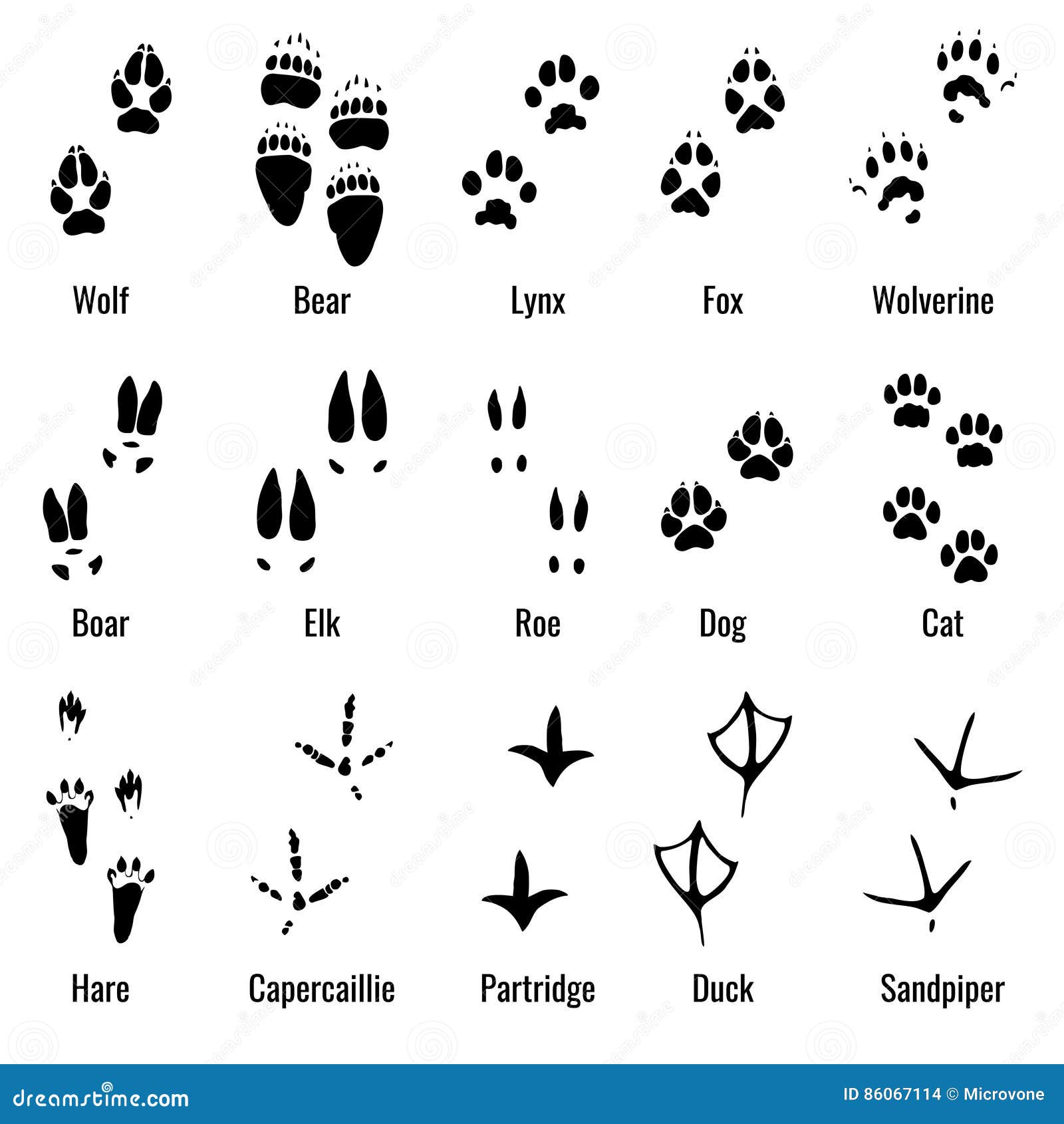 wildlife animals, reptiles and birds footprint, animal paw prints  set