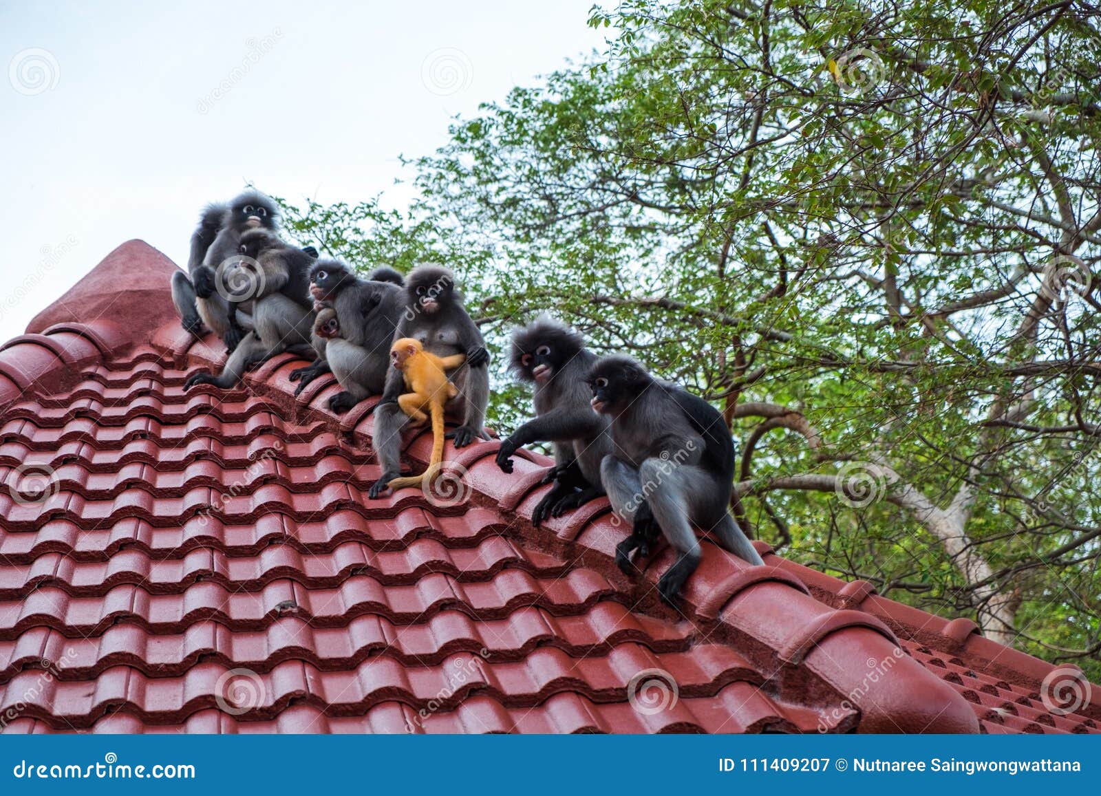 Wildlife Background With Monkeys And Baby Monkey On Roof Top Image For Animal Mammal Nature Wild Pet Travel Zoo Concept Stock Image Image Of Front Nature