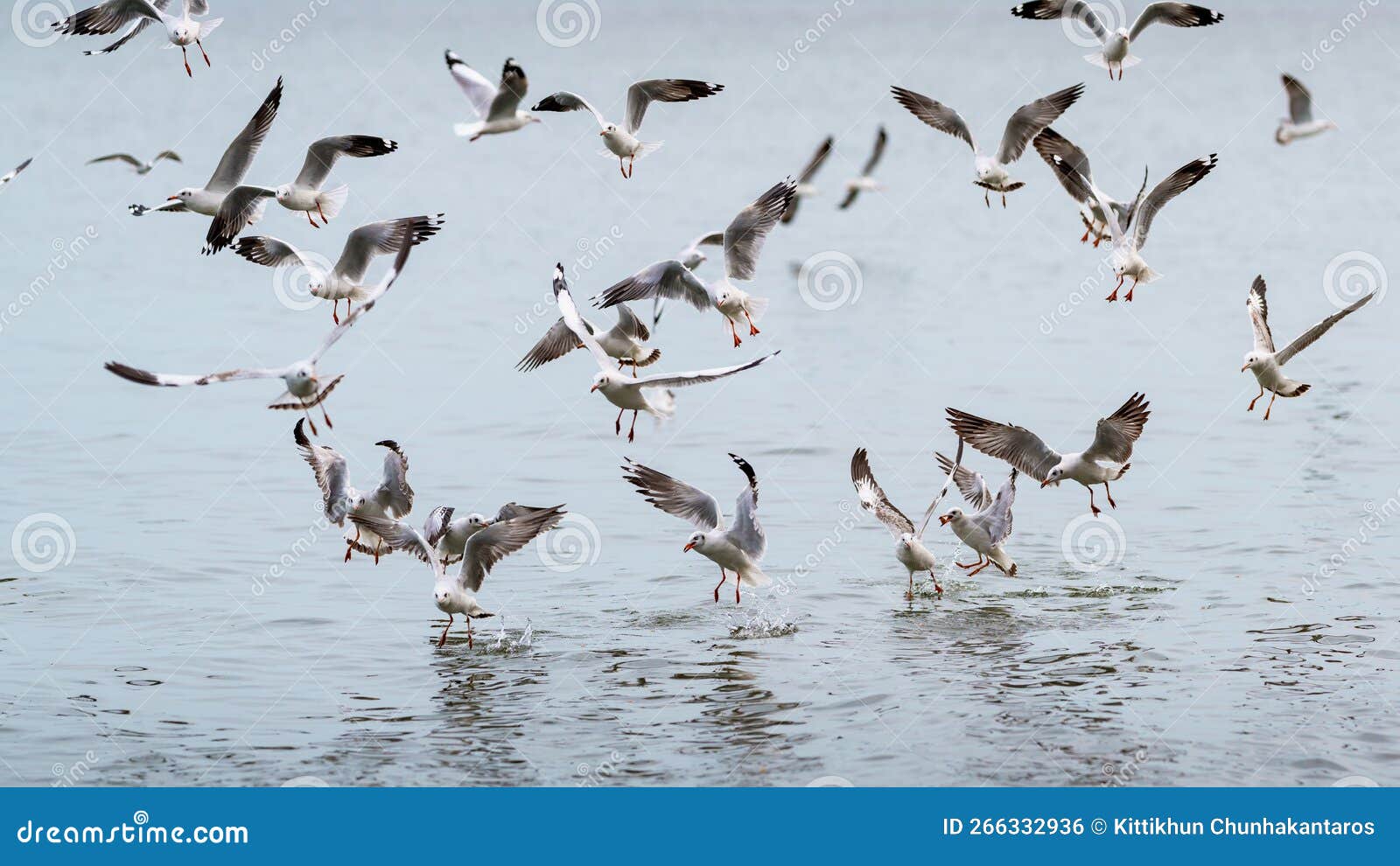 wildlife, background and texture of larus charadriiformes or white seagull on a sea, flies over the water. flock of birds,