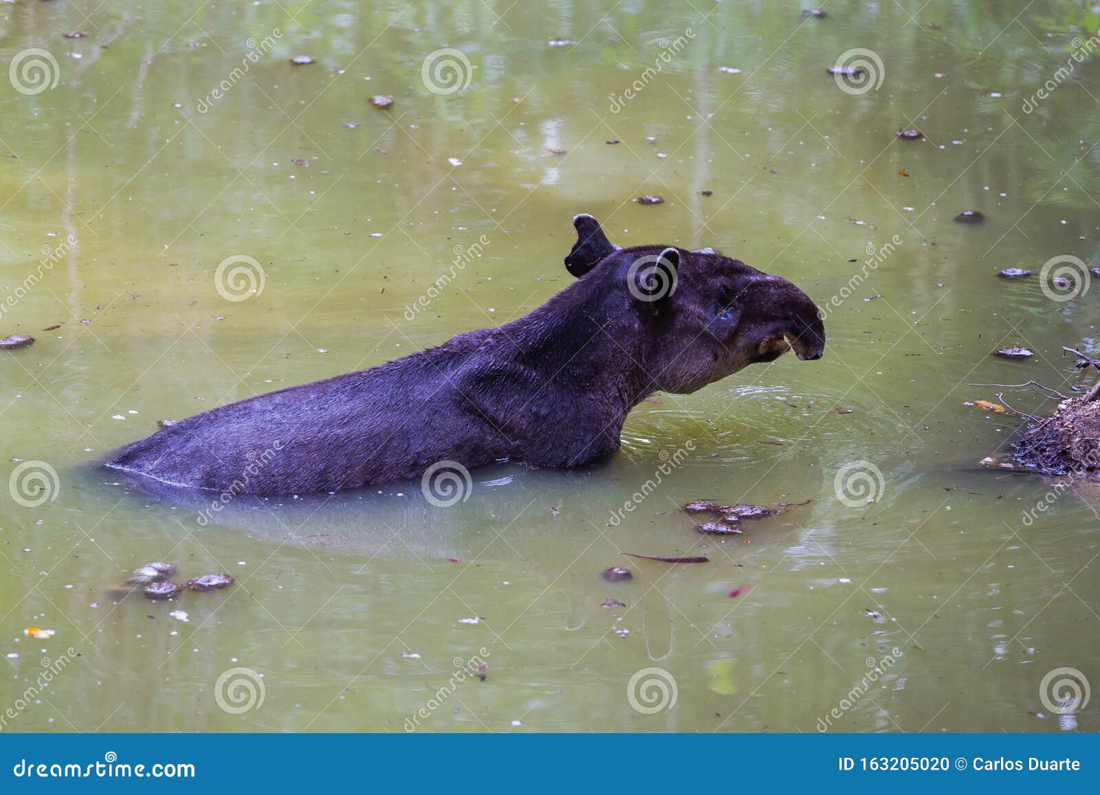 wildlife: baird tapir is seen bathing in water reserve in the jungle