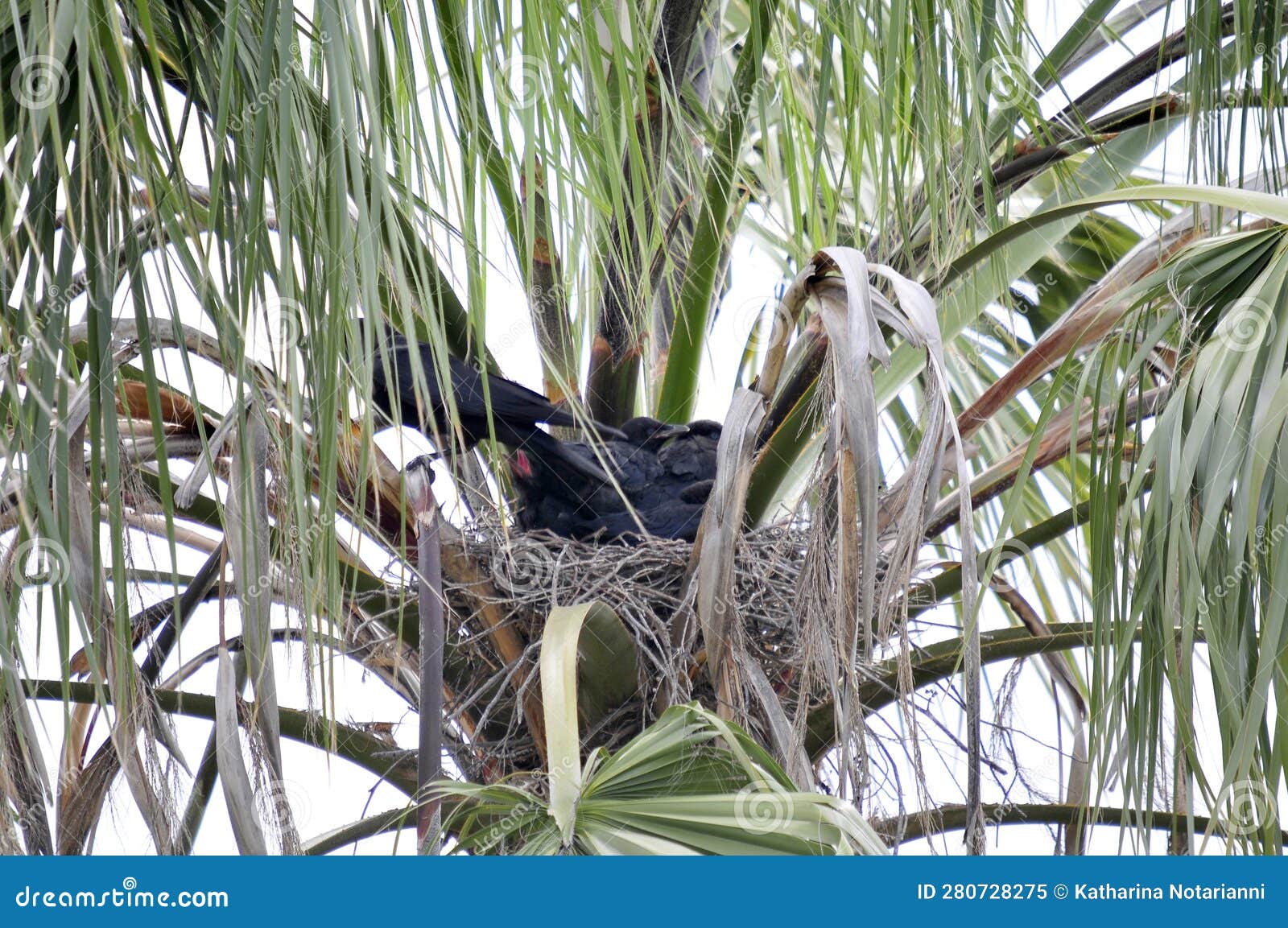 wildlife birds series - black raven nest with babies in a palm tree