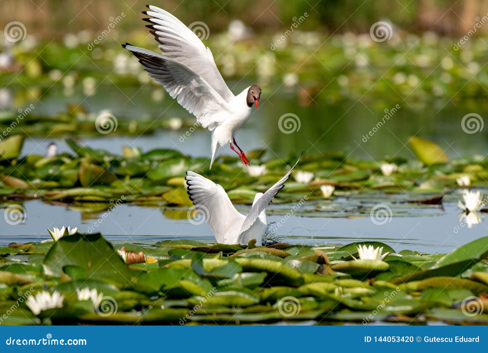 wildlife birds watching in danube delta , romania