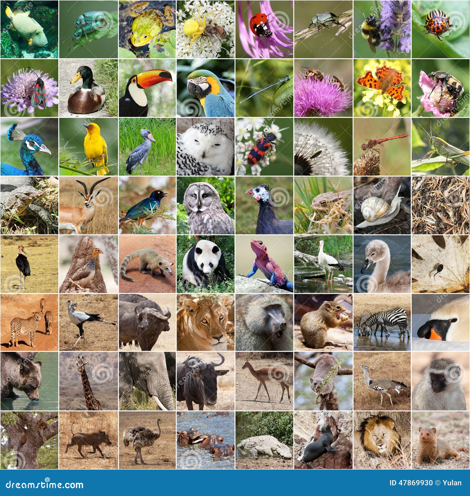 824,751 Animals Wild Stock Photos - Free & Royalty-Free Stock Photos from Dreamstime