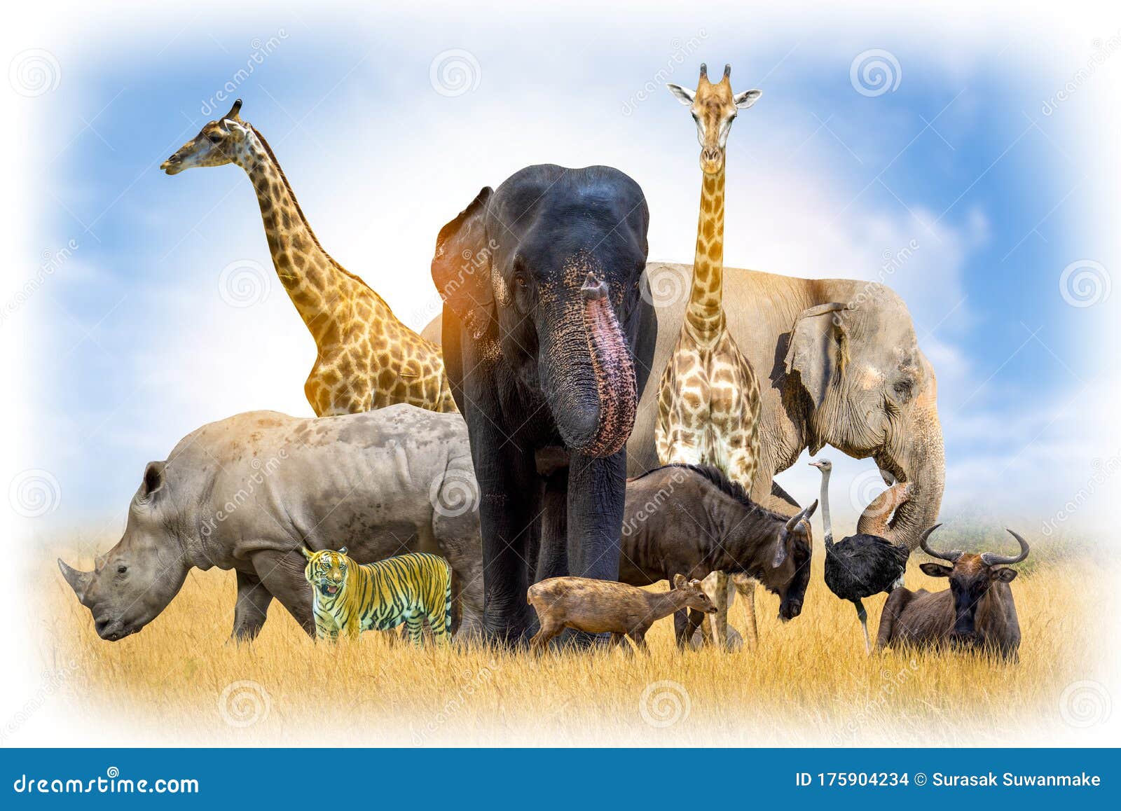 758,676 Wild Animals Stock Photos - Free & Royalty-Free Stock Photos from  Dreamstime