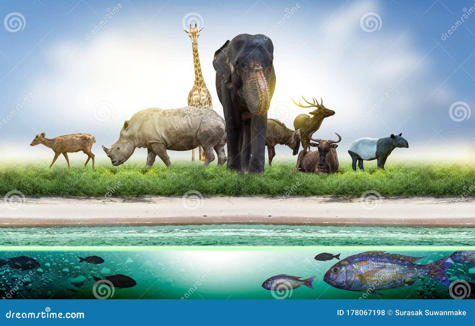 wild life game wild life game