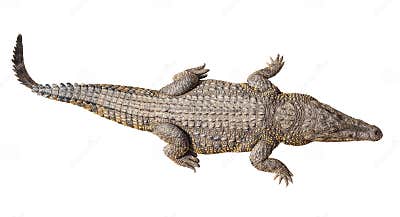 Wildlife Crocodile Isolated on White Stock Photo - Image of clipping ...