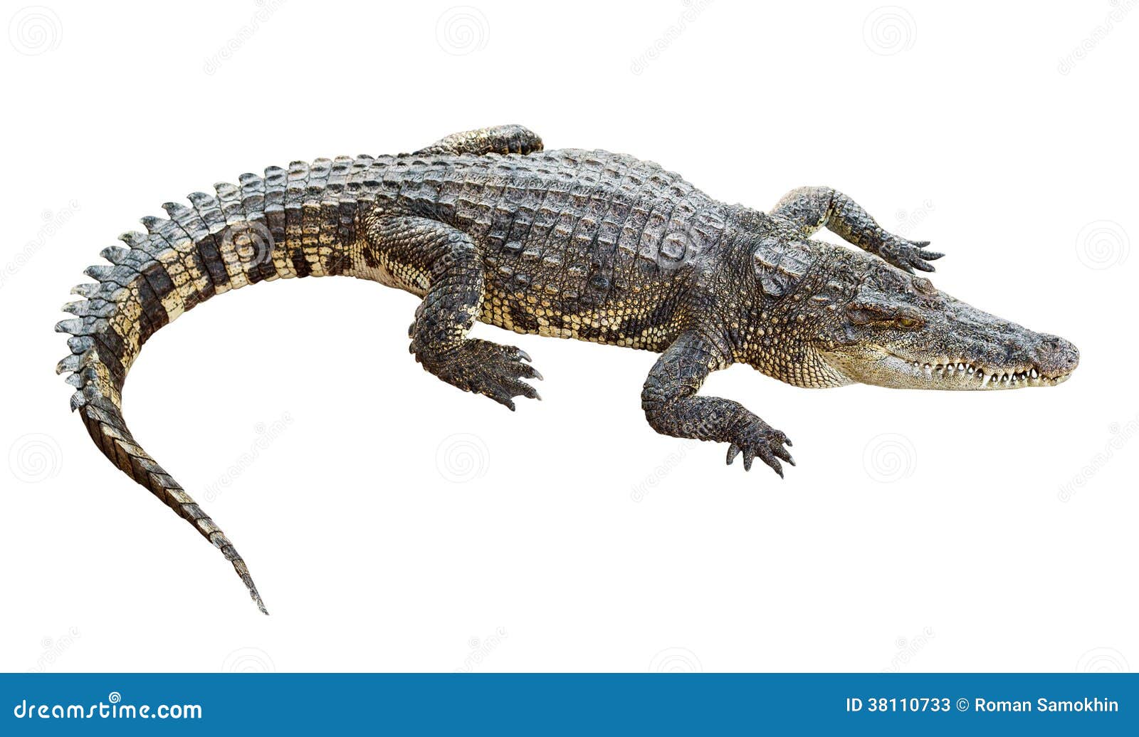 wildlife crocodile  on white