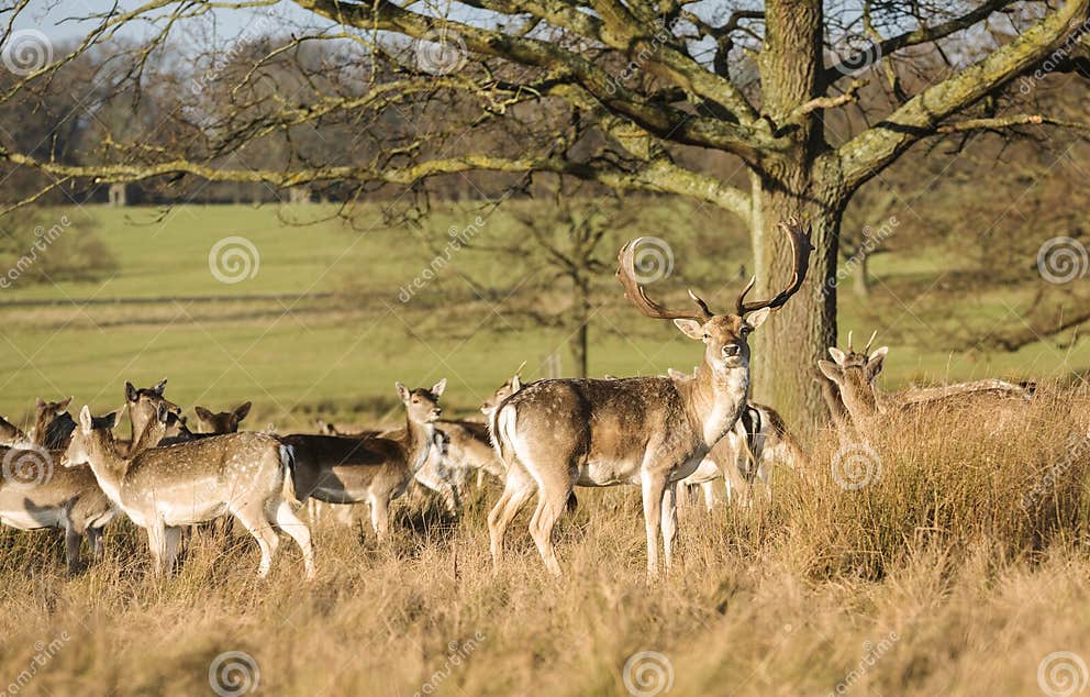 Wildlife: a Fallow Deer Stag with His Herd in Richmond Park, London, UK ...