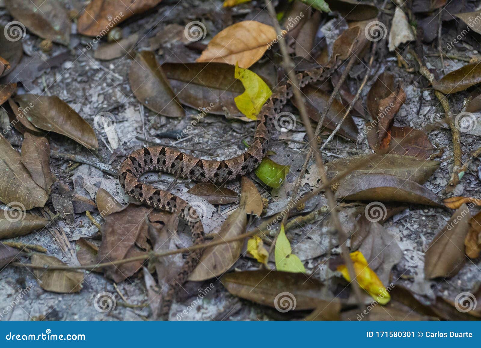 wildlife: a fer-de-lance bothrops asper is seen in a trail in peten, guatemala